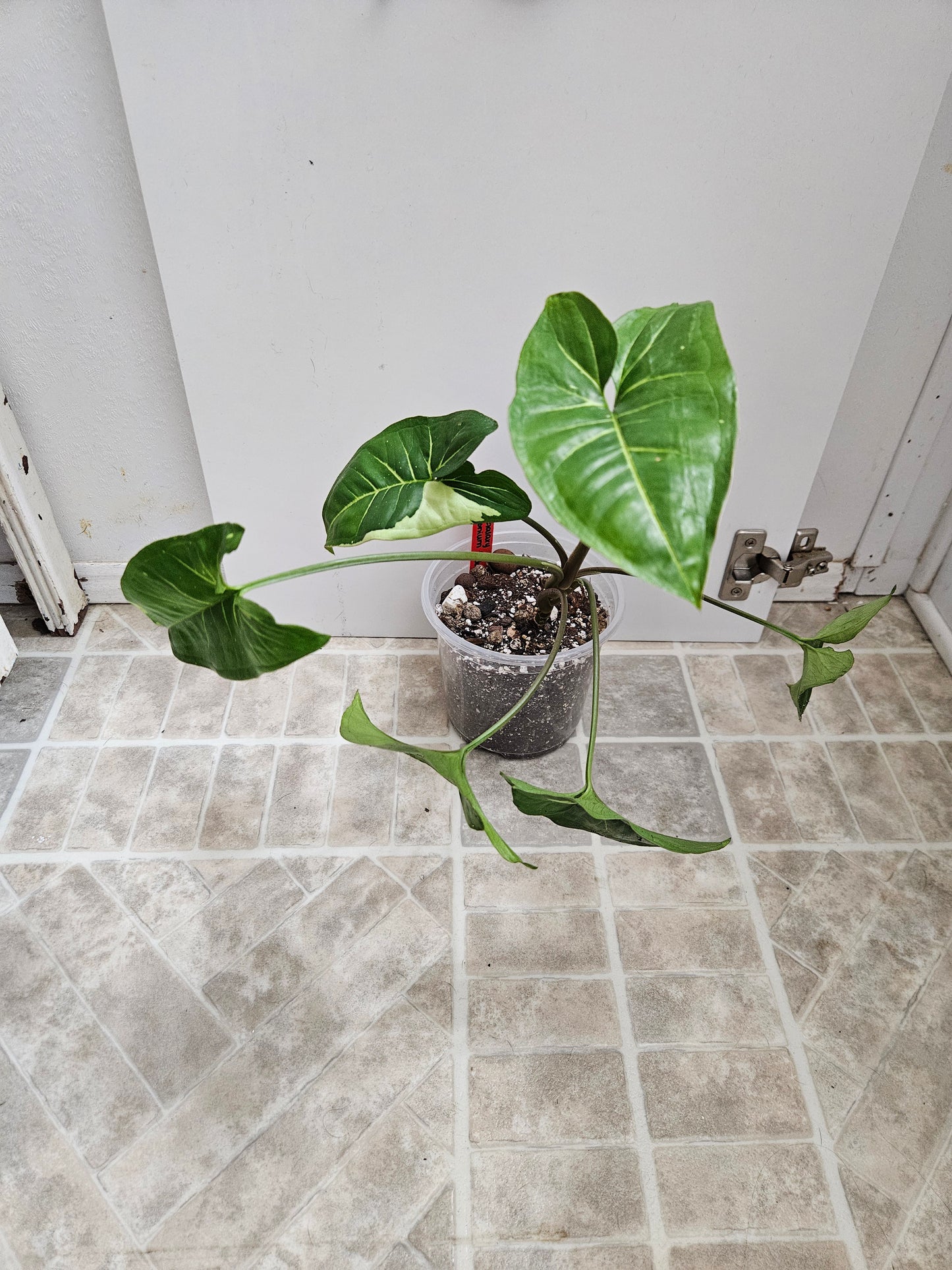 Panda Galaxy Syngonium