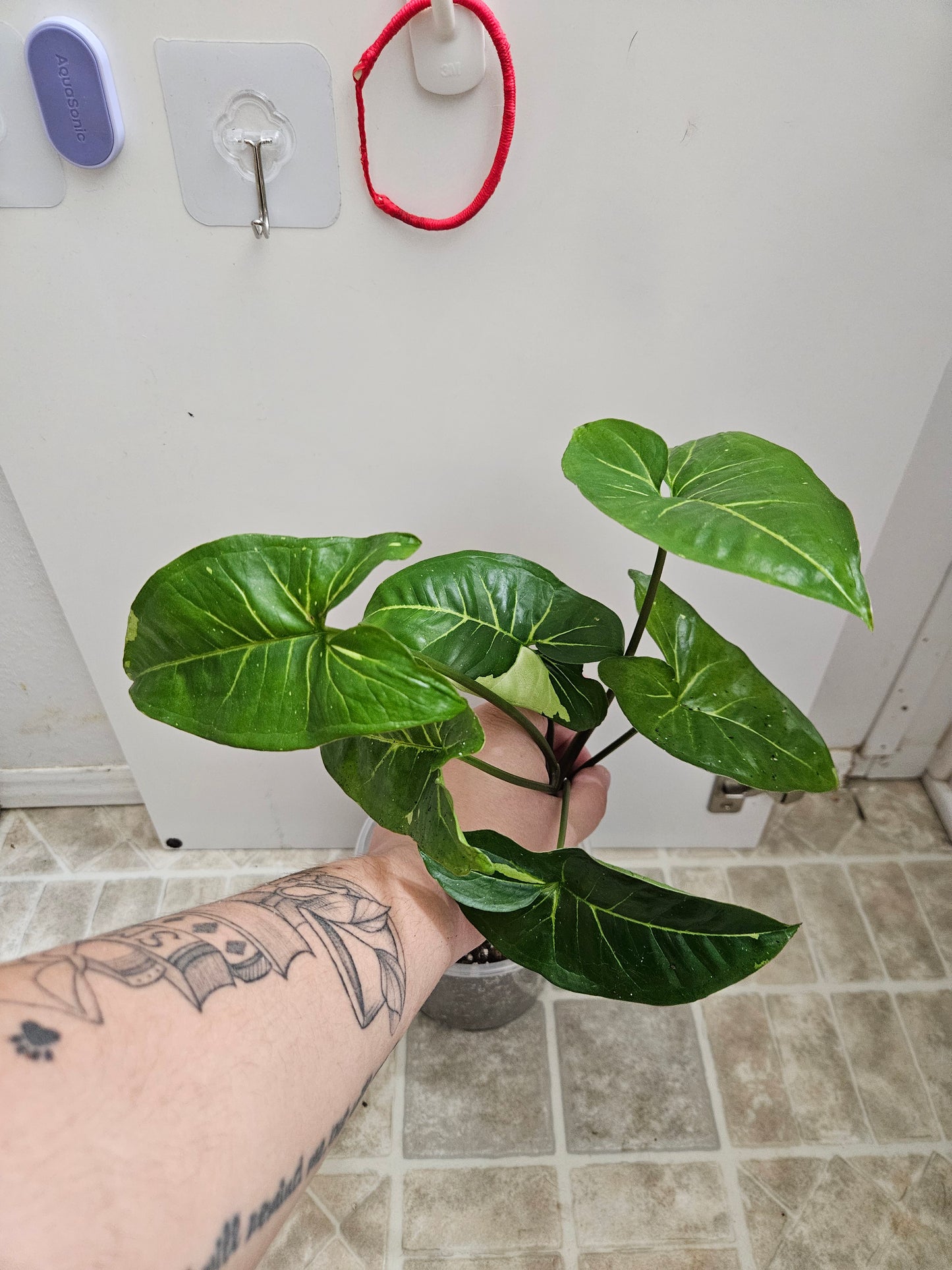 Panda Galaxy Syngonium