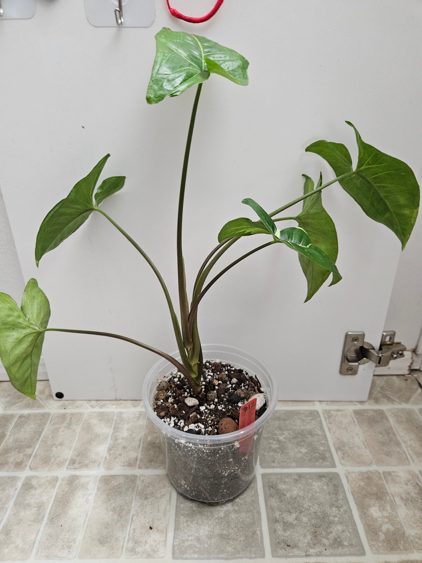 Panda Galaxy Syngonium