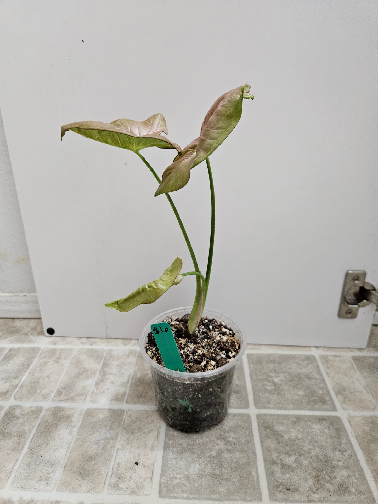 Neon Robusta Syngonium