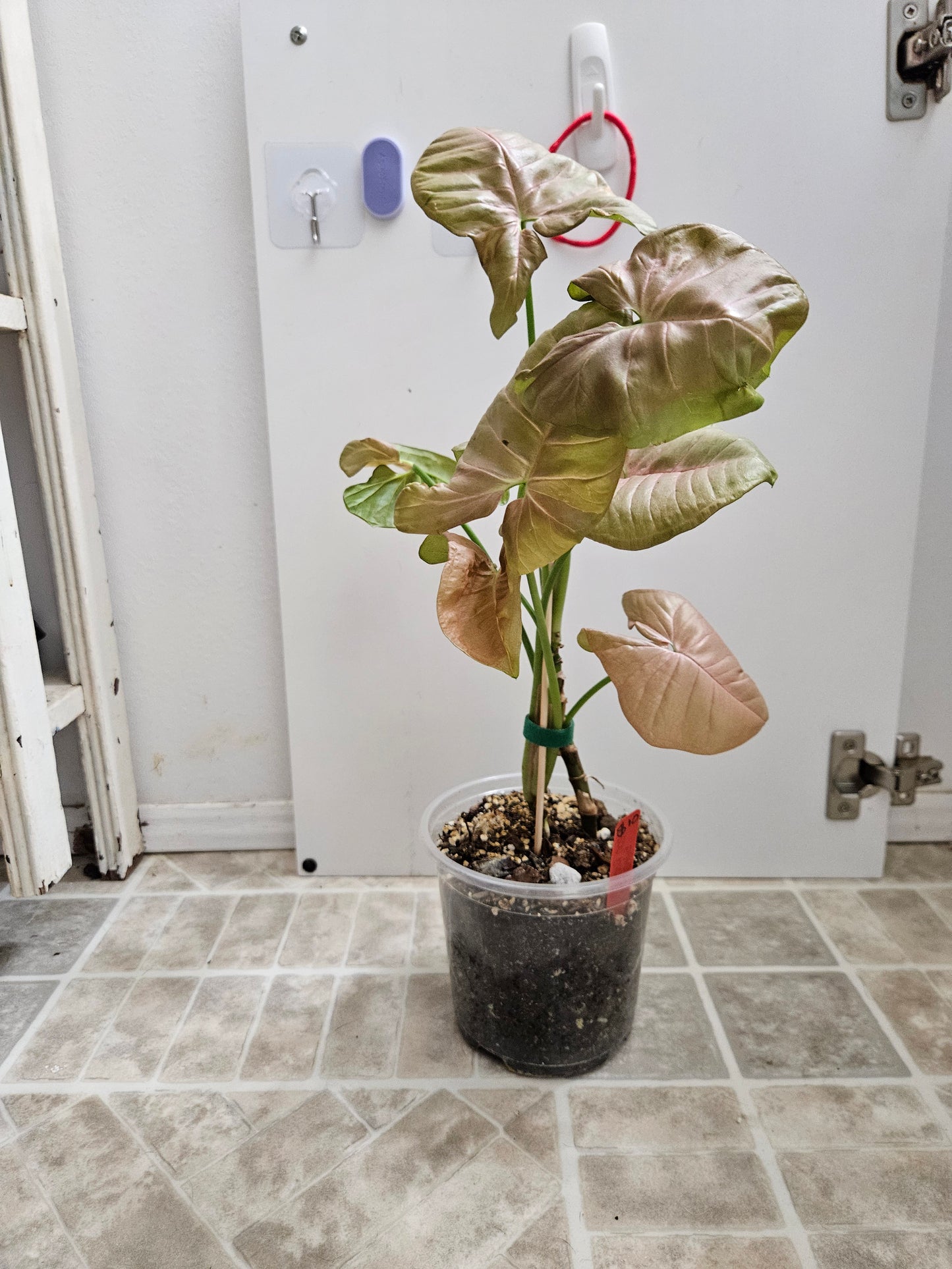 Neon Robusta Syngonium
