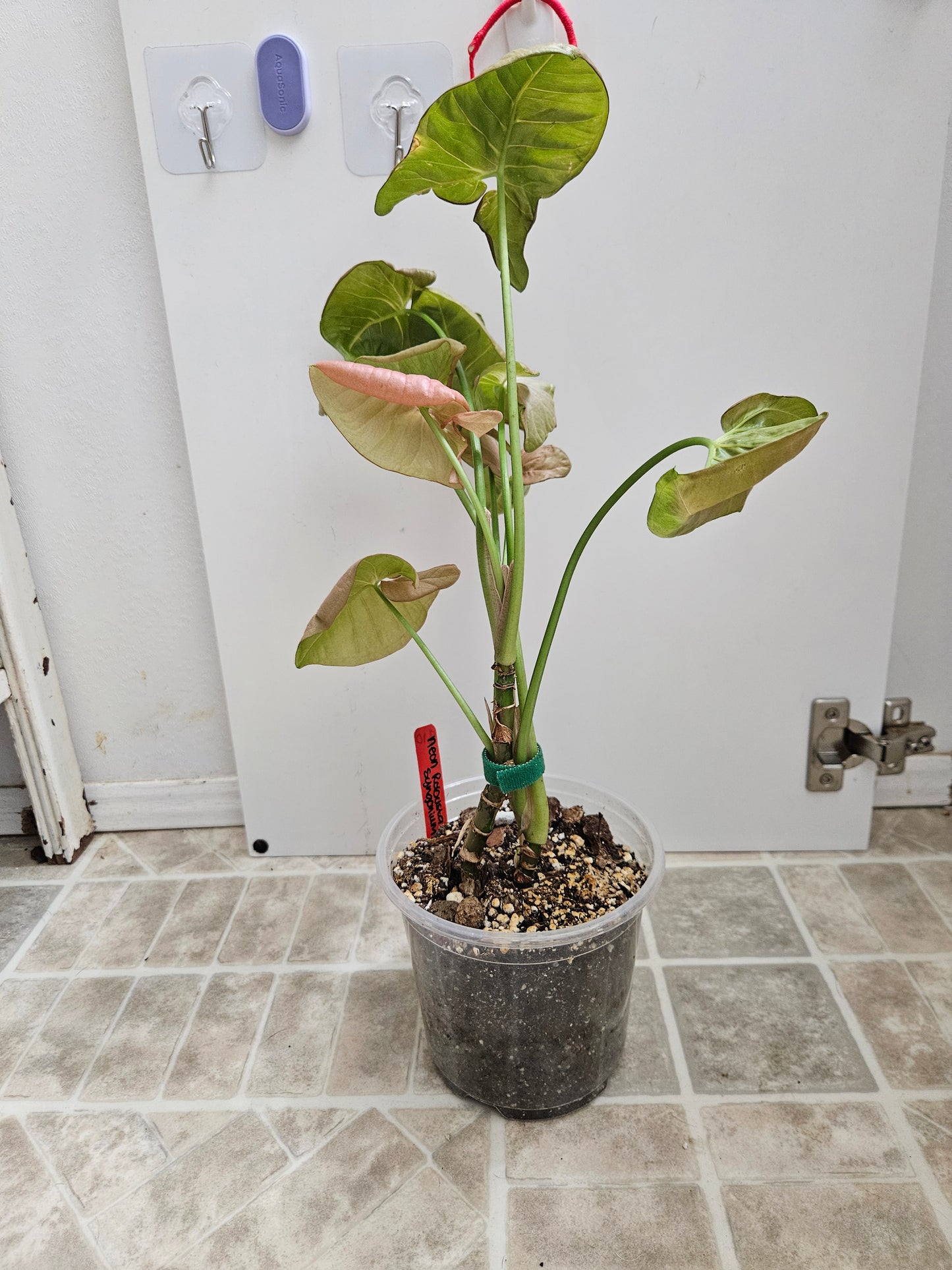 Neon Robusta Syngonium