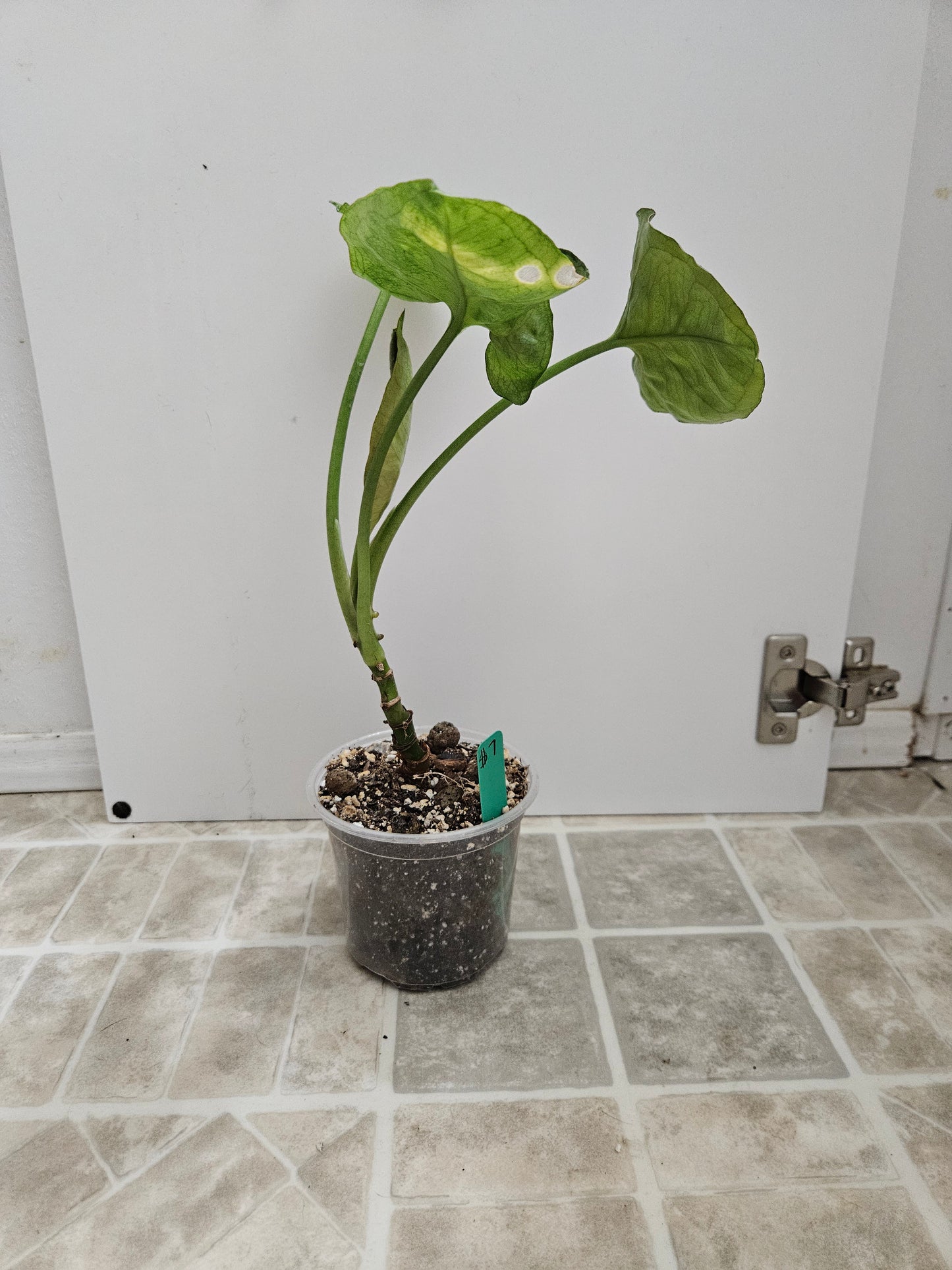Mango Allusion Syngonium