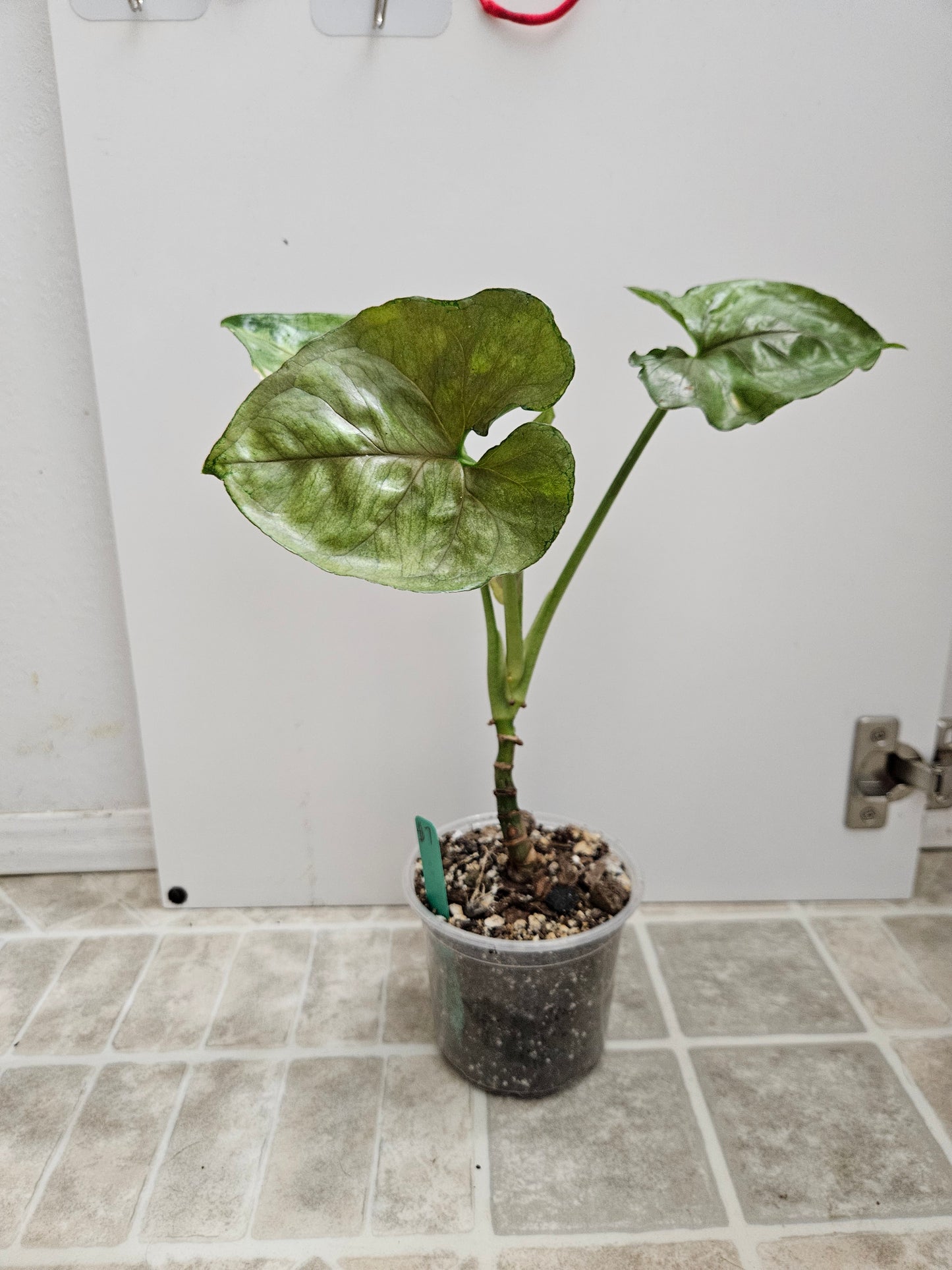 Mango Allusion Syngonium
