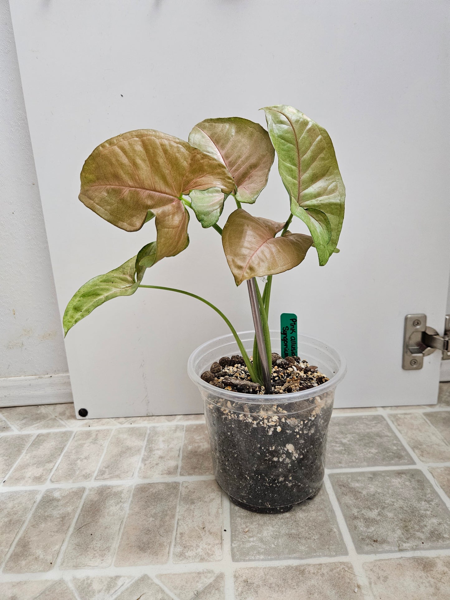 Pink Allusion Syngonium