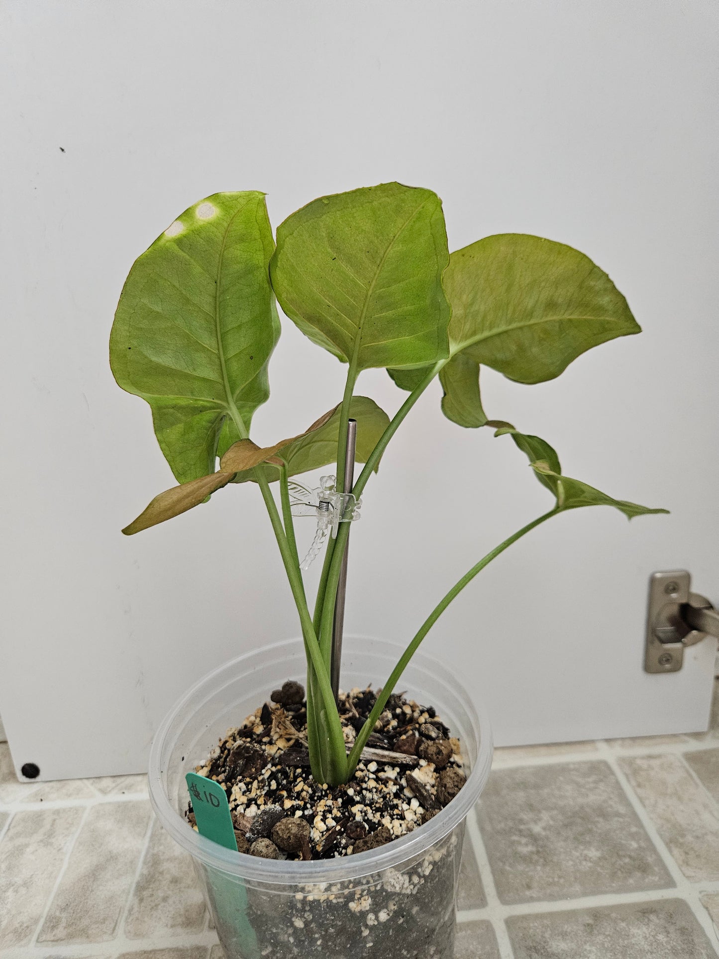 Pink Allusion Syngonium