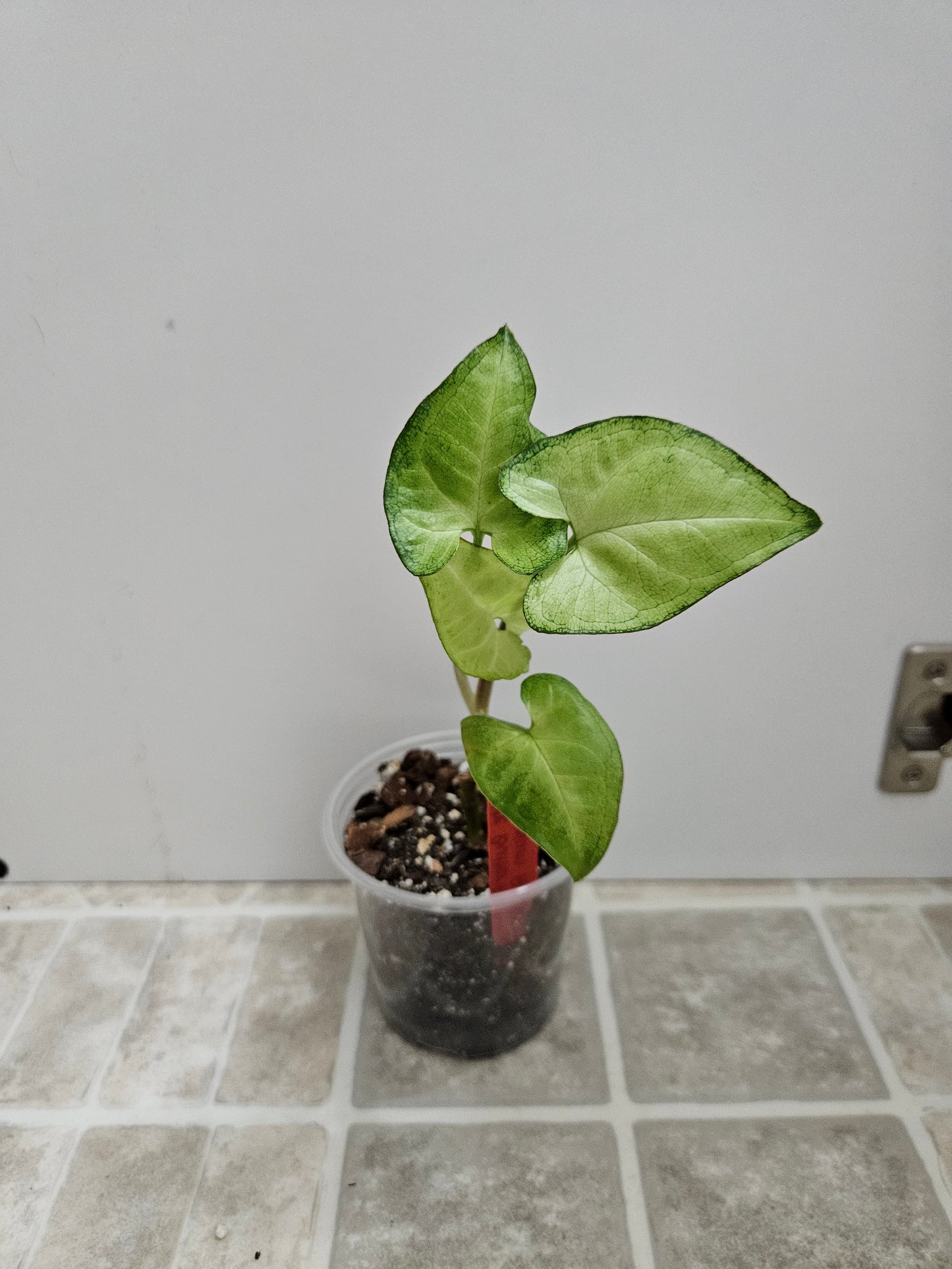 White Butterfly Syngonium