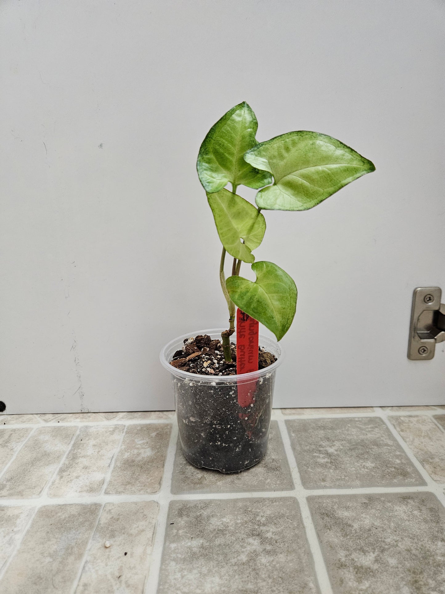 White Butterfly Syngonium