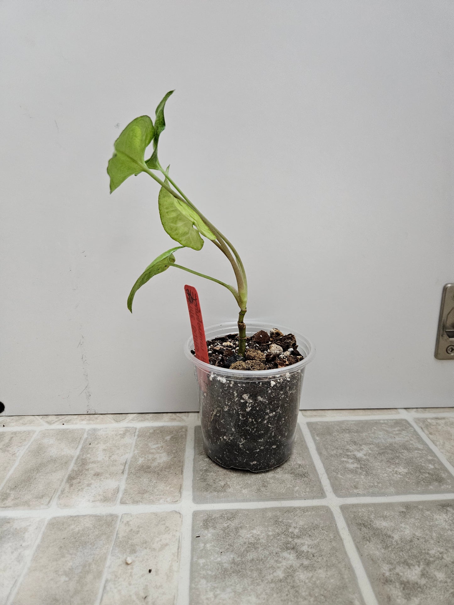 White Butterfly Syngonium