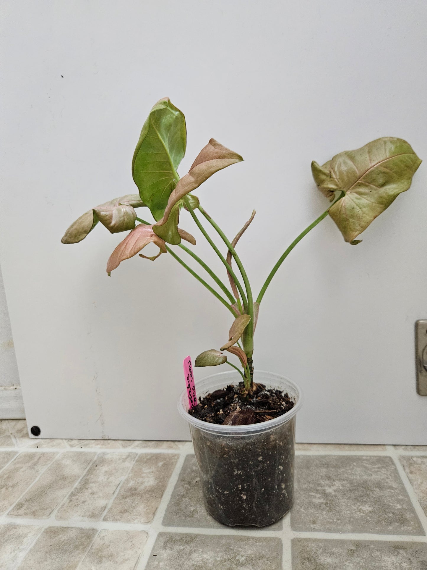 Neon Robusta Syngonium