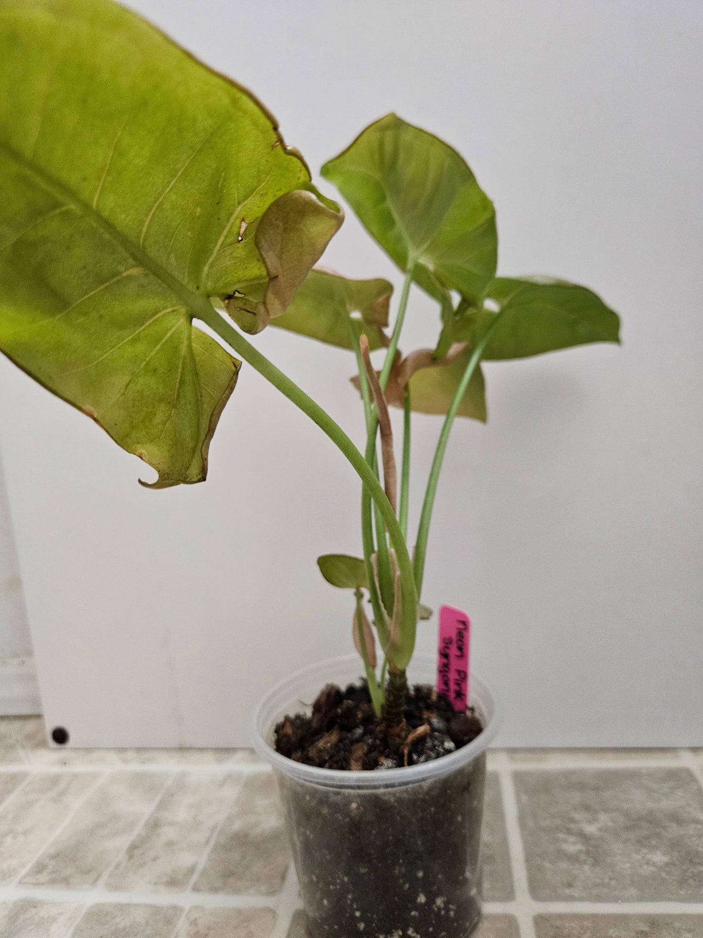 Neon Robusta Syngonium
