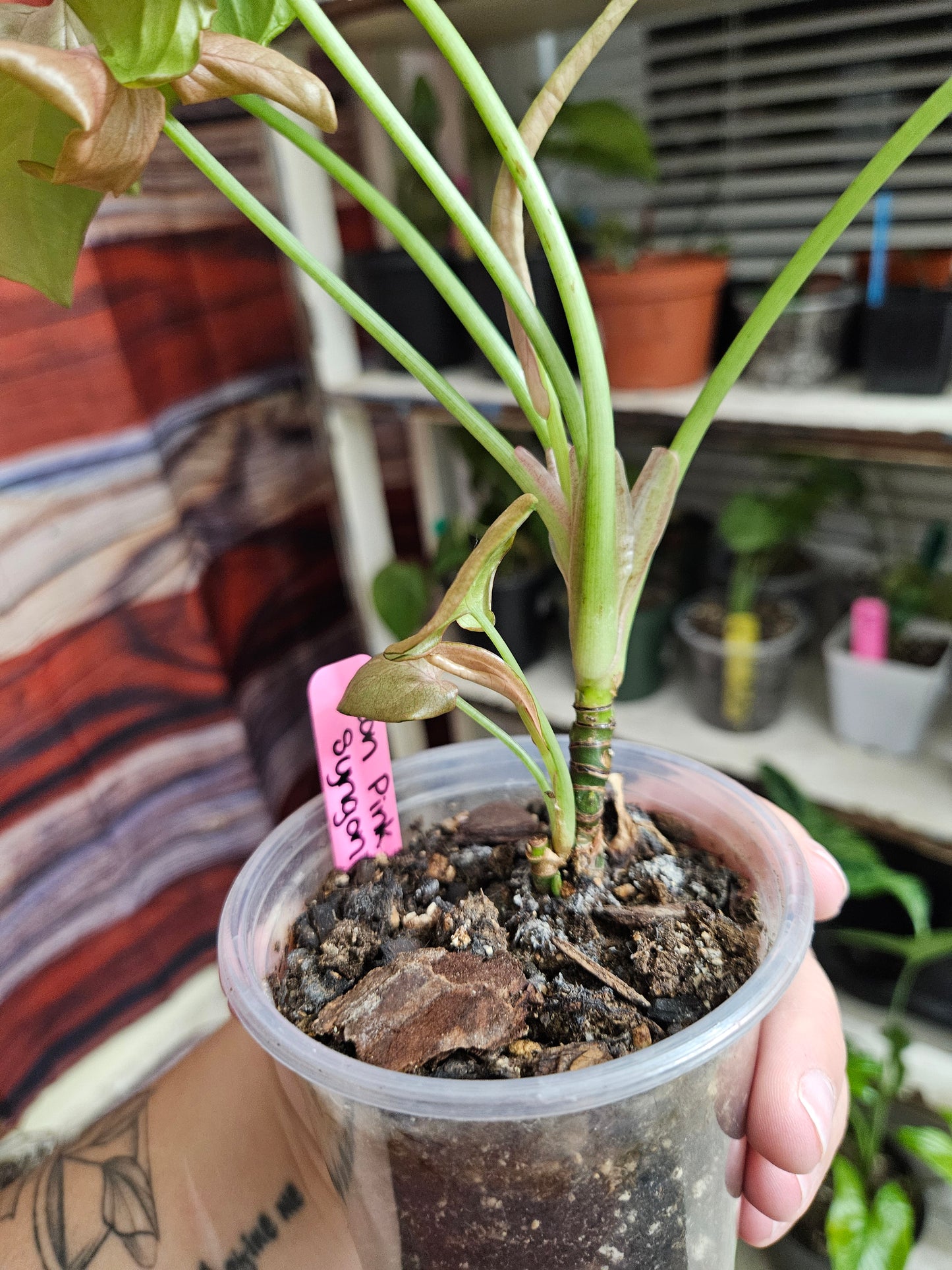Neon Robusta Syngonium