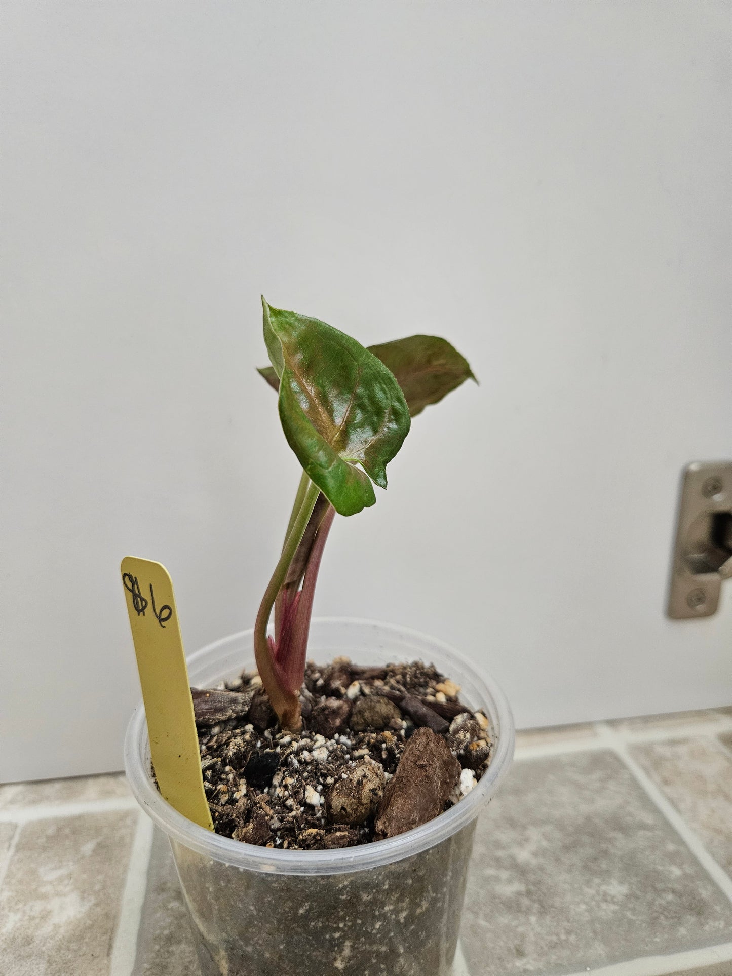 Plum Allusion Syngonium