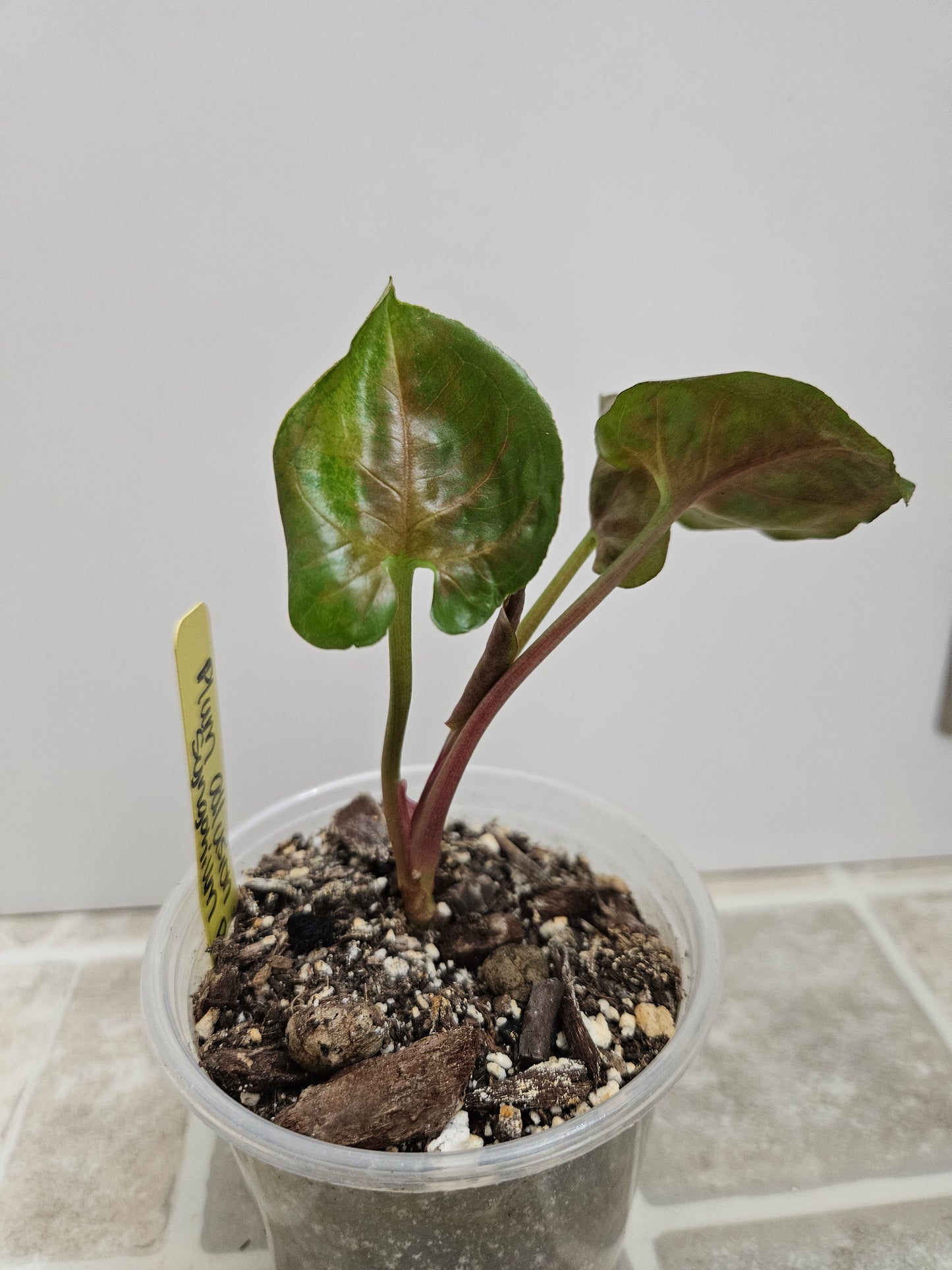 Plum Allusion Syngonium