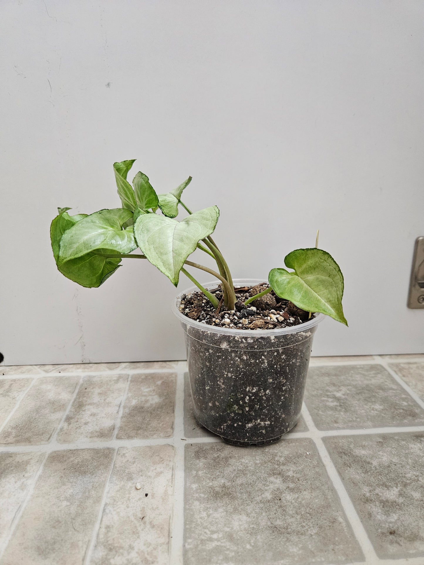 Fairy Wings Syngonium