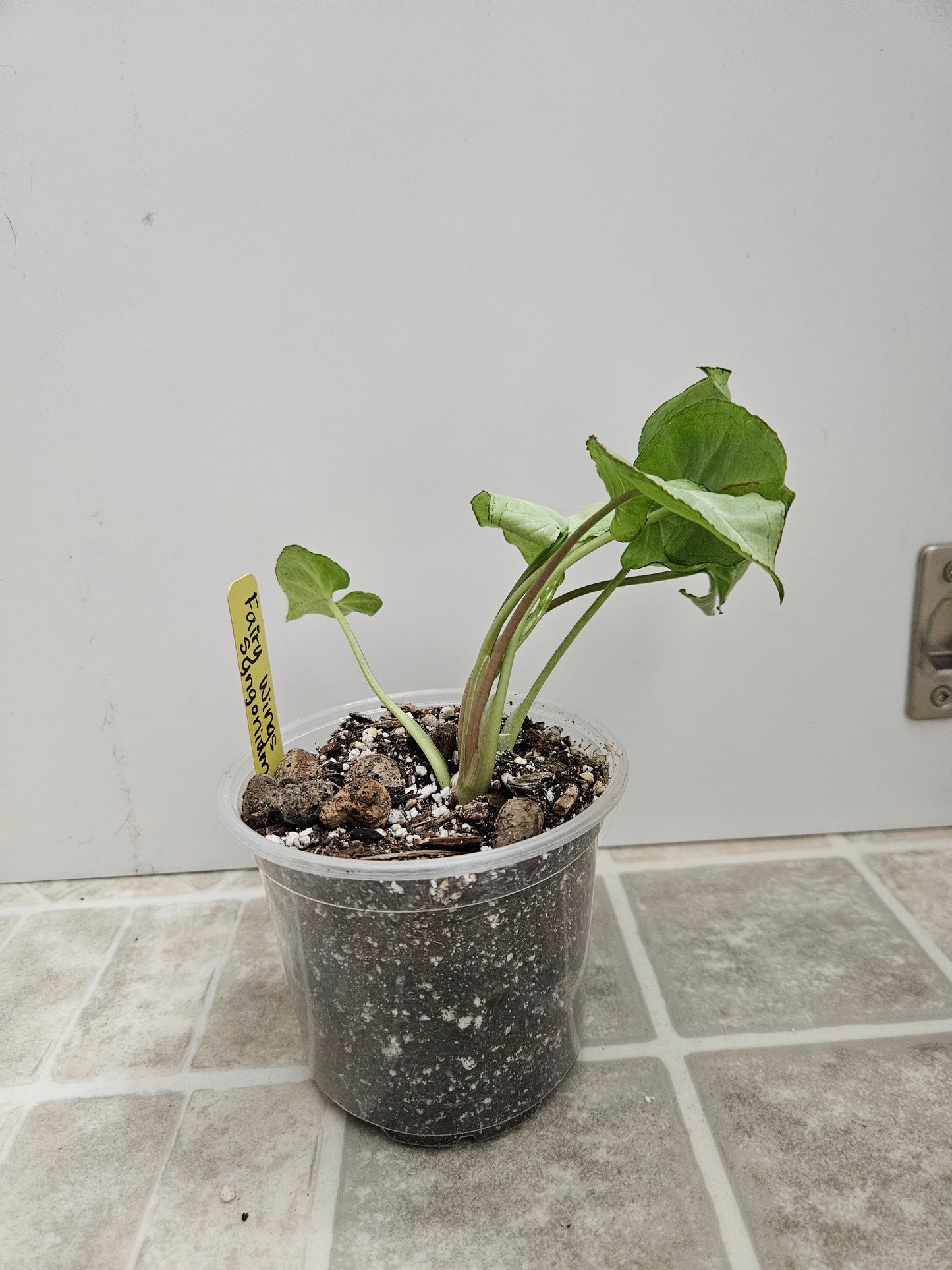 Fairy Wings Syngonium