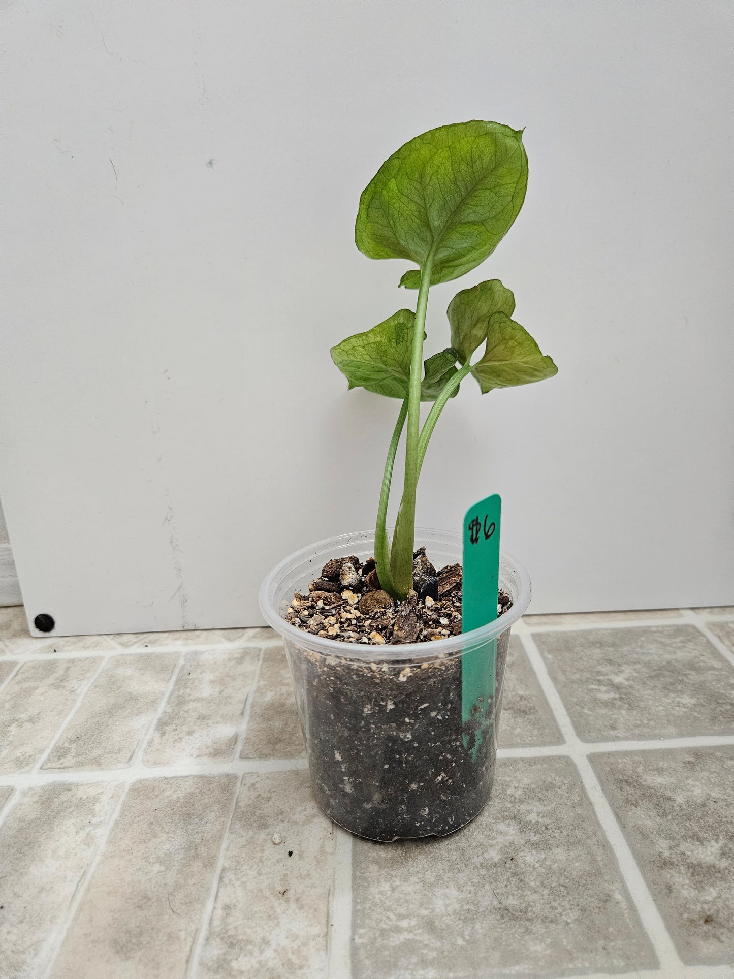 Mango Allusion Syngonium