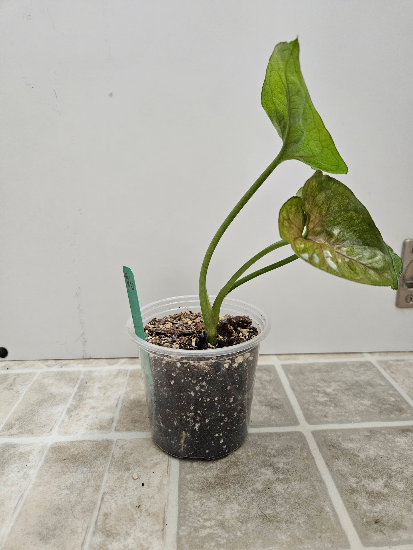 Mango Allusion Syngonium