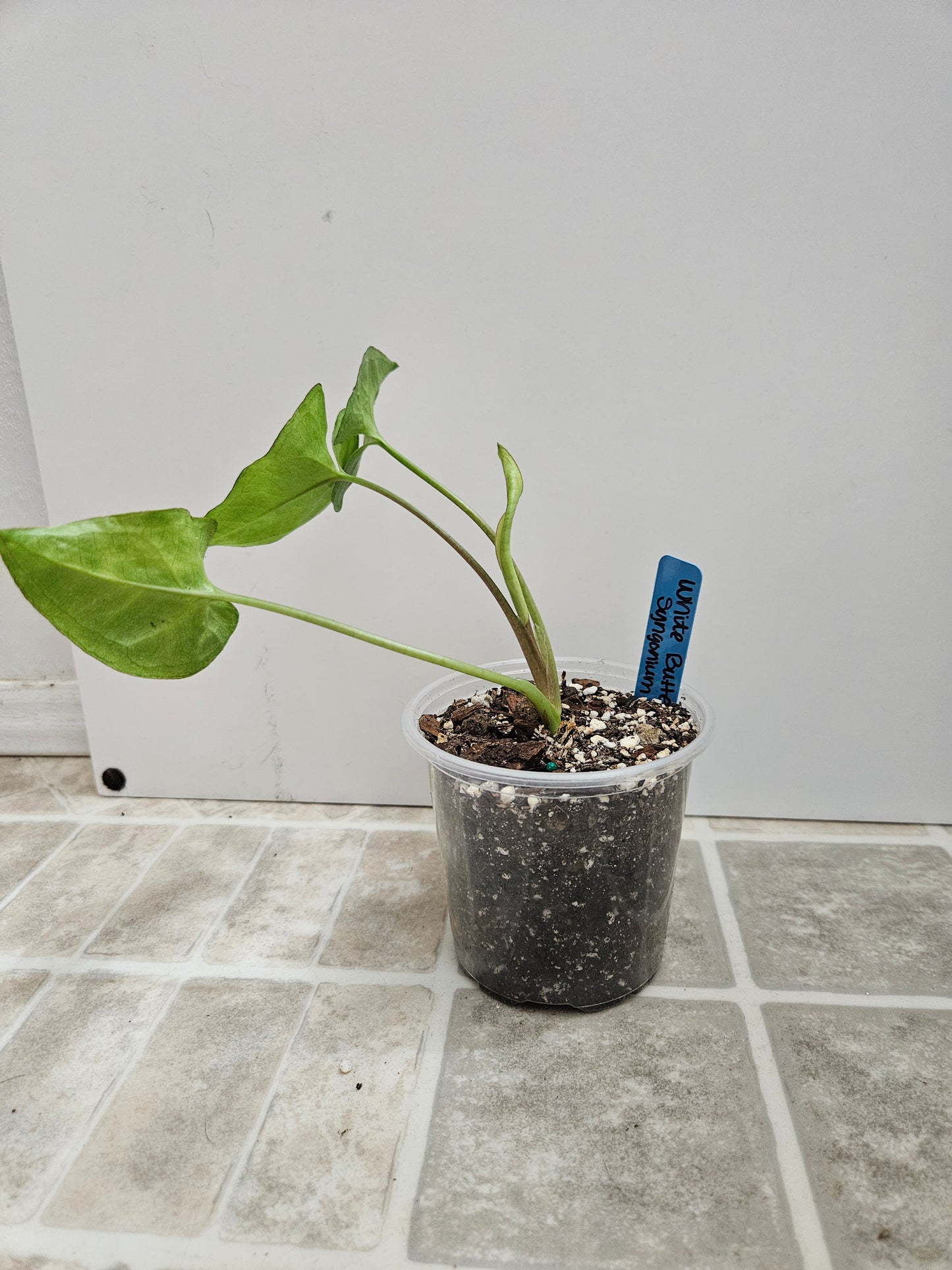 White Butterfly Syngonium