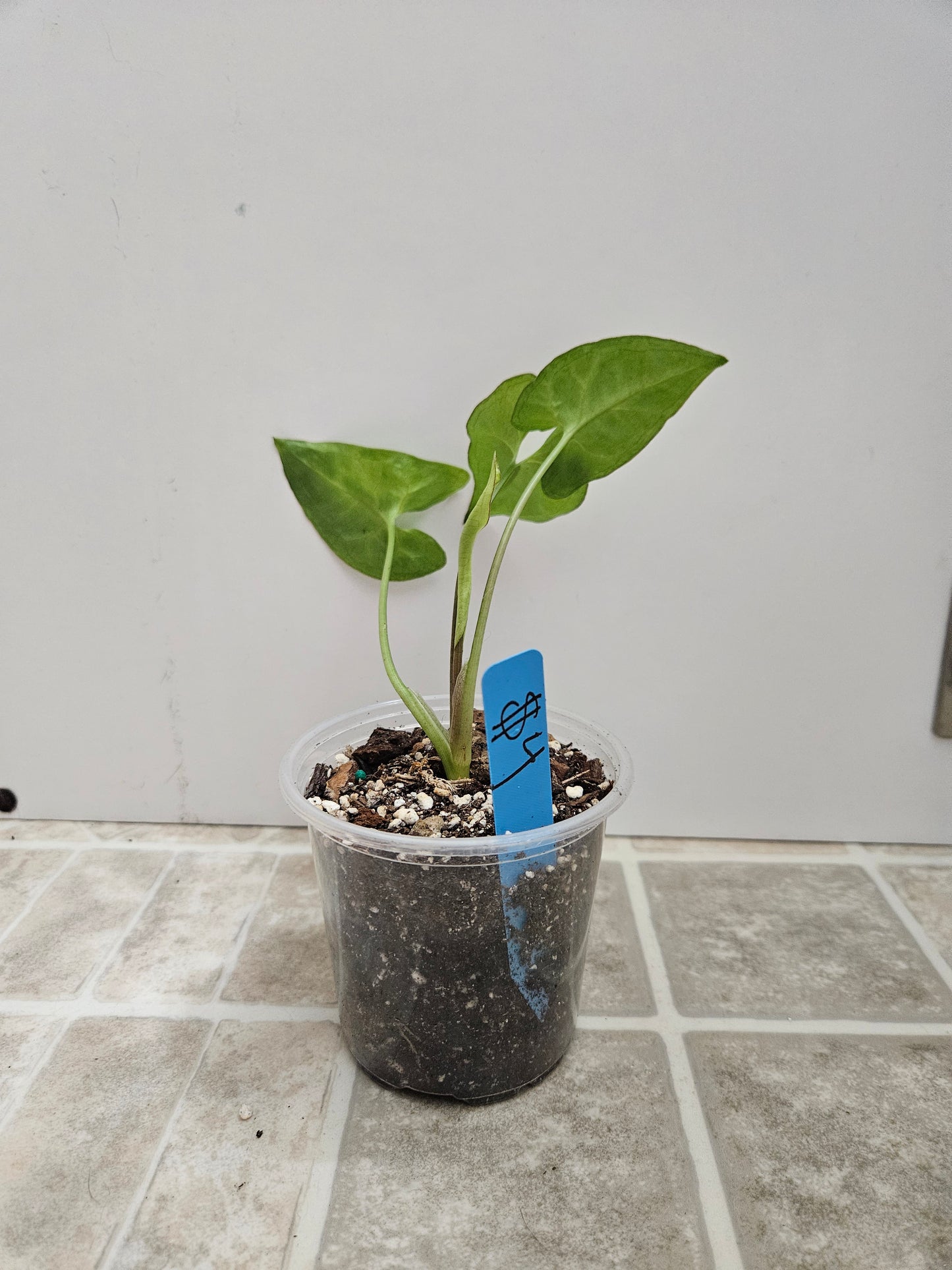 White Butterfly Syngonium