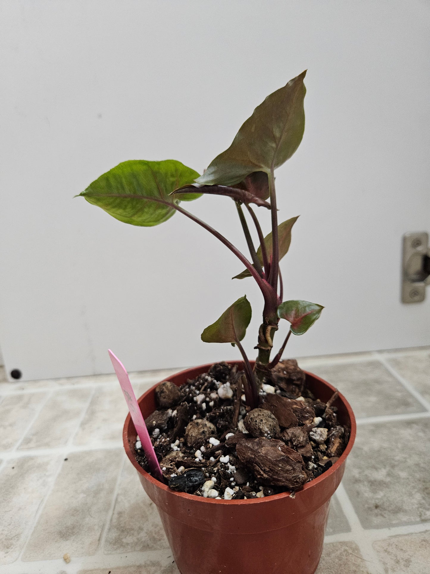 Maria Bronze Syngonium