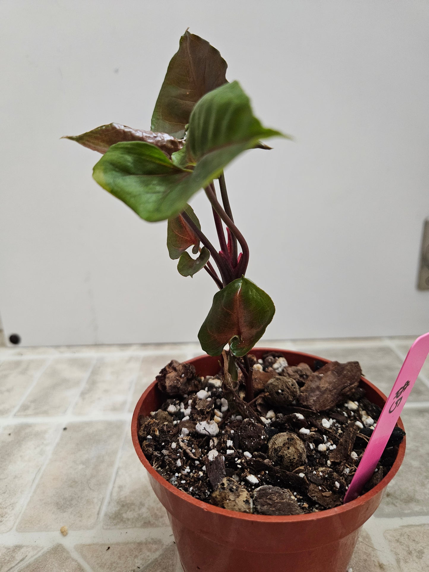 Maria Bronze Syngonium