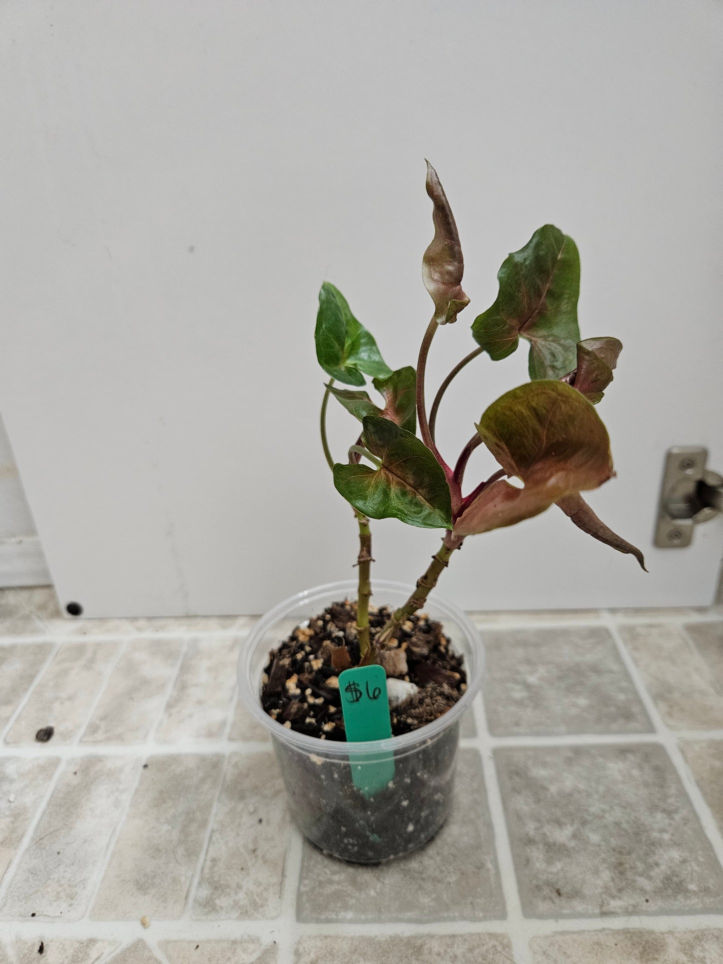 Maria Bronze Syngonium