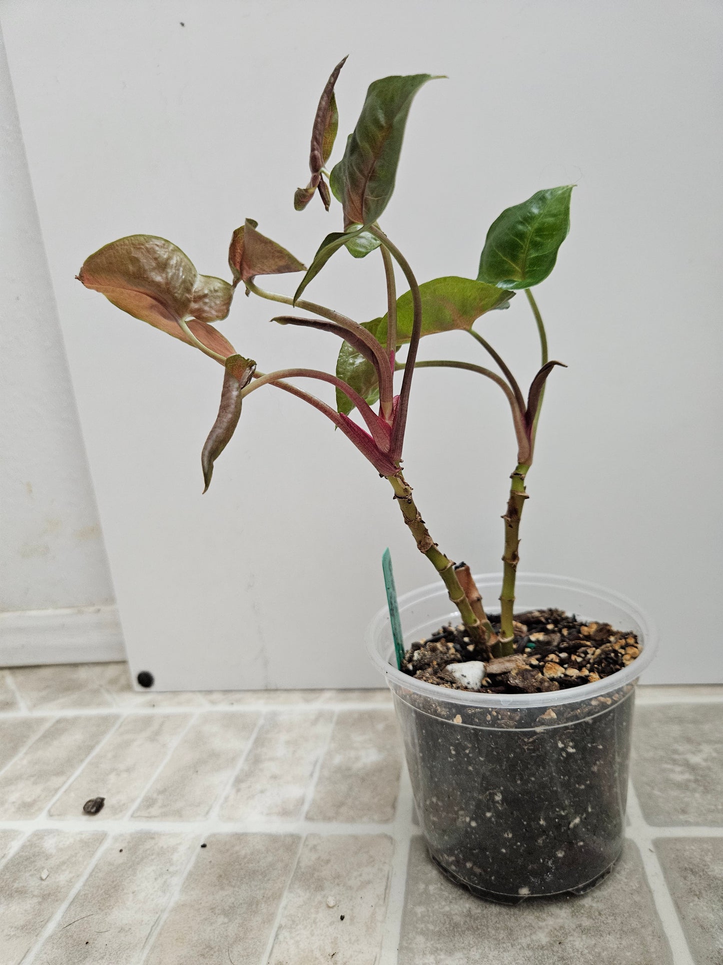 Maria Bronze Syngonium