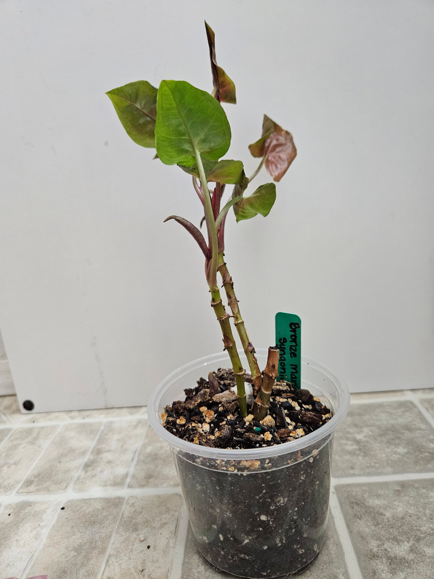 Maria Bronze Syngonium