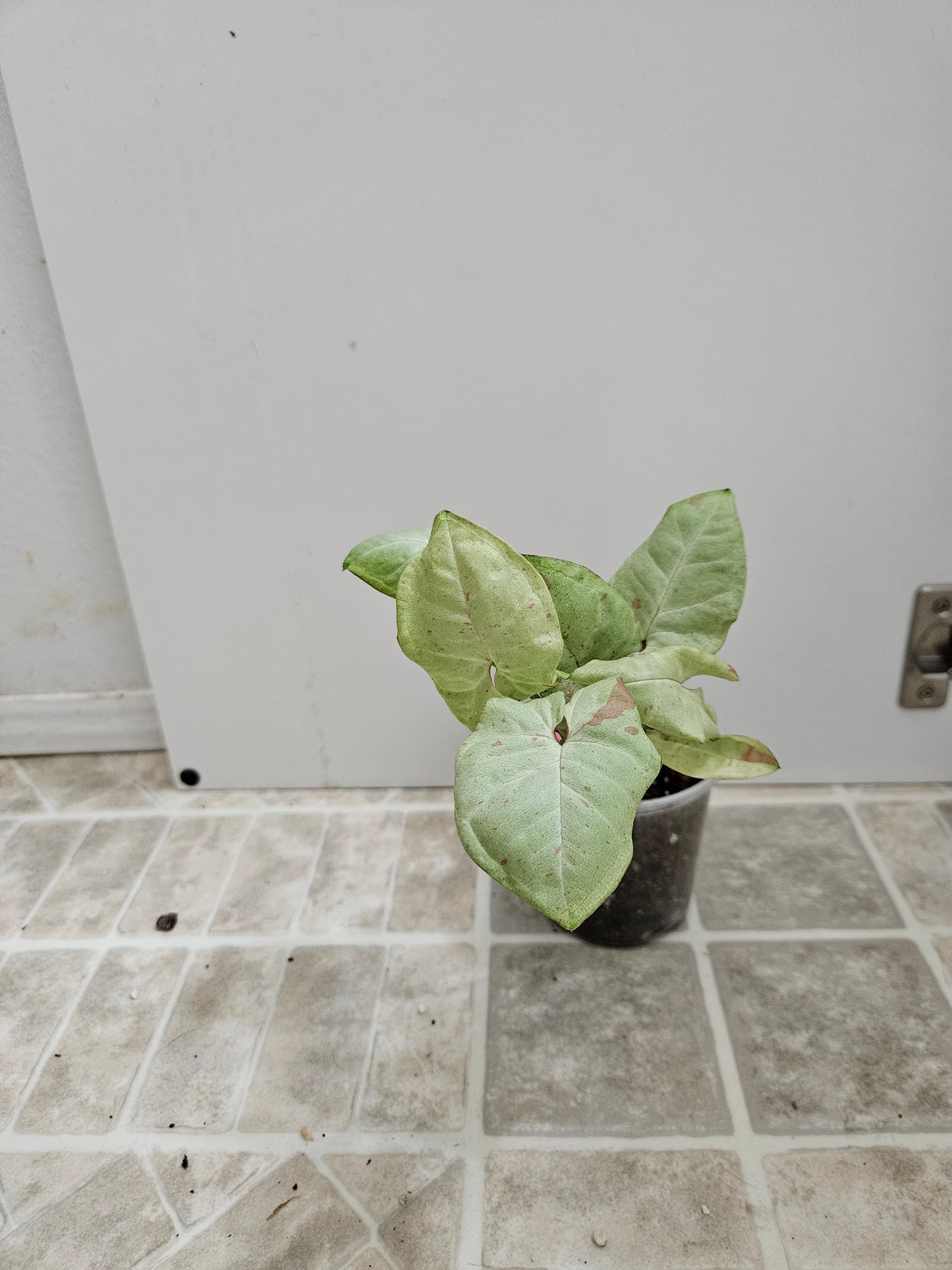 Milk Confetti Syngonium