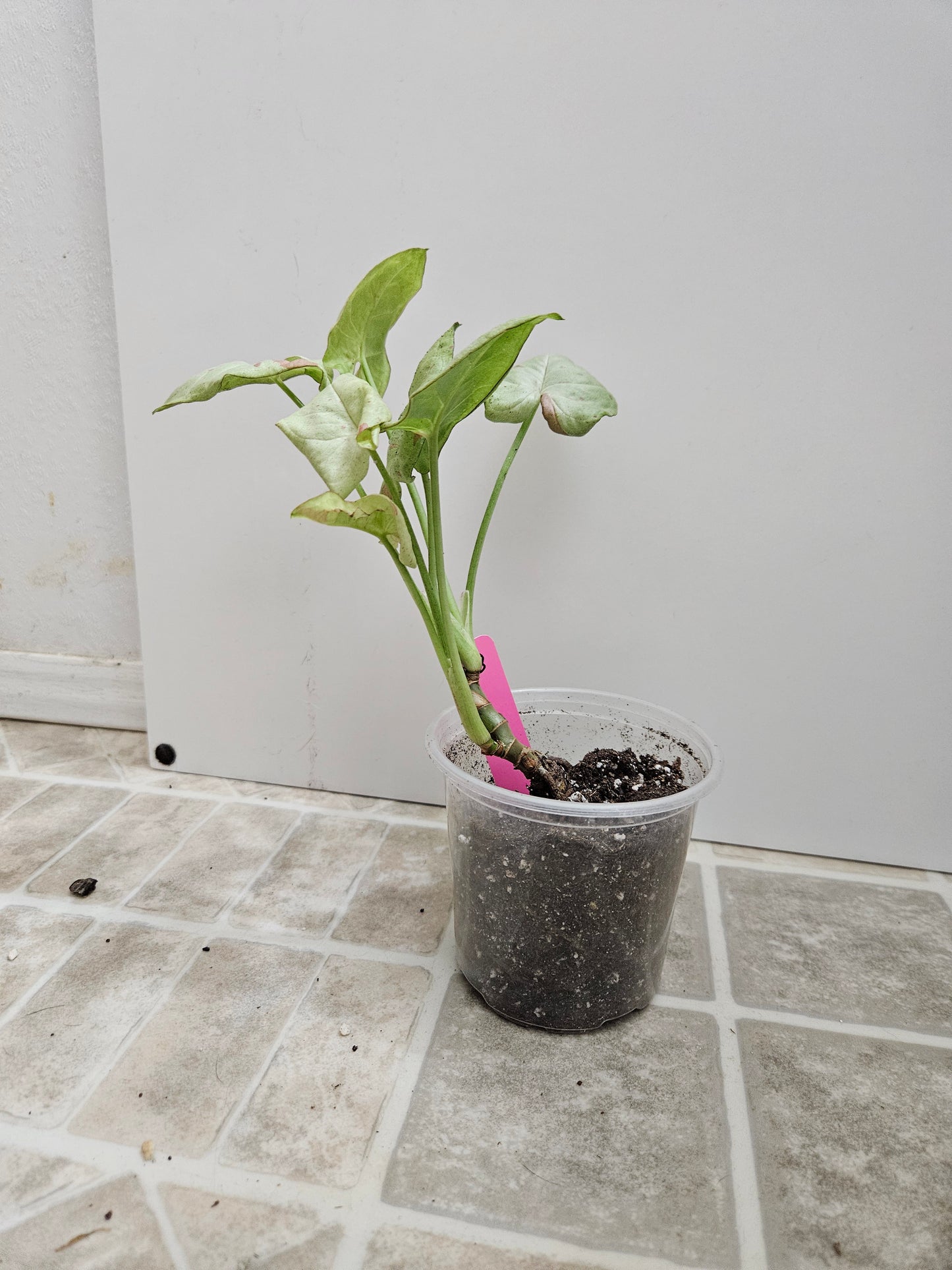 Milk Confetti Syngonium