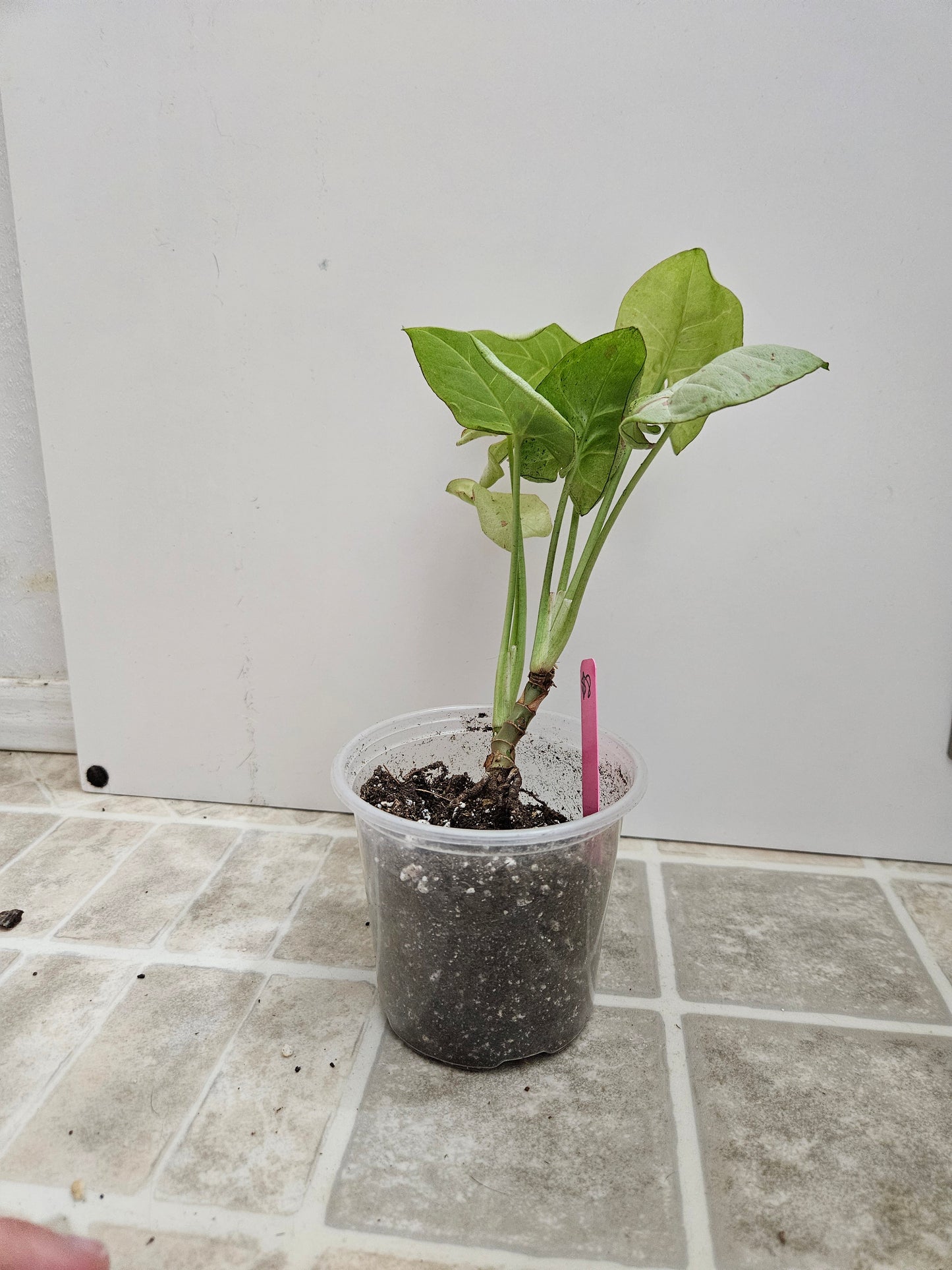 Milk Confetti Syngonium