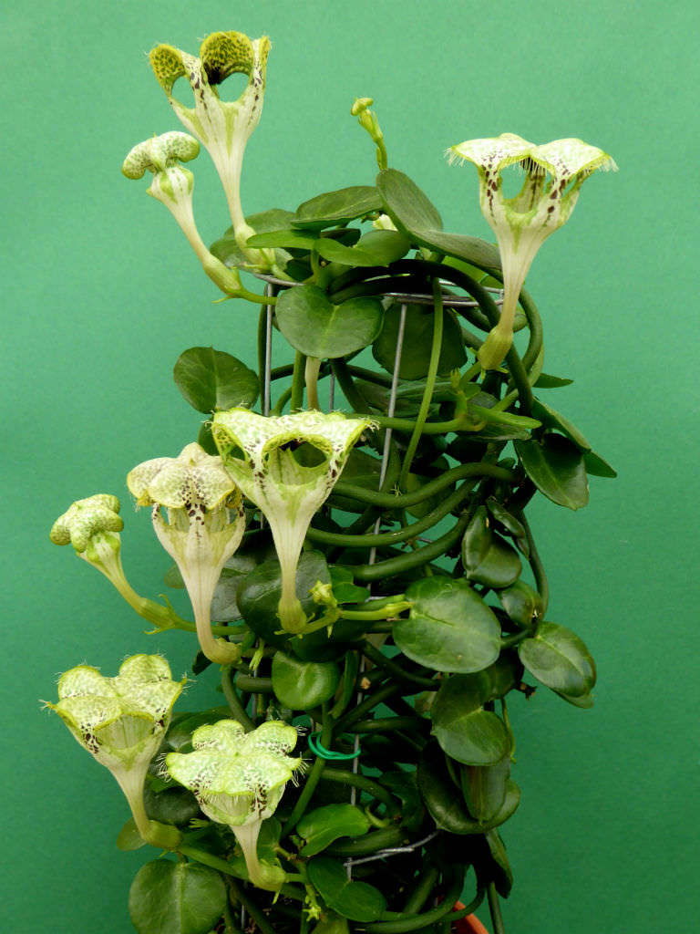 Parachute plant