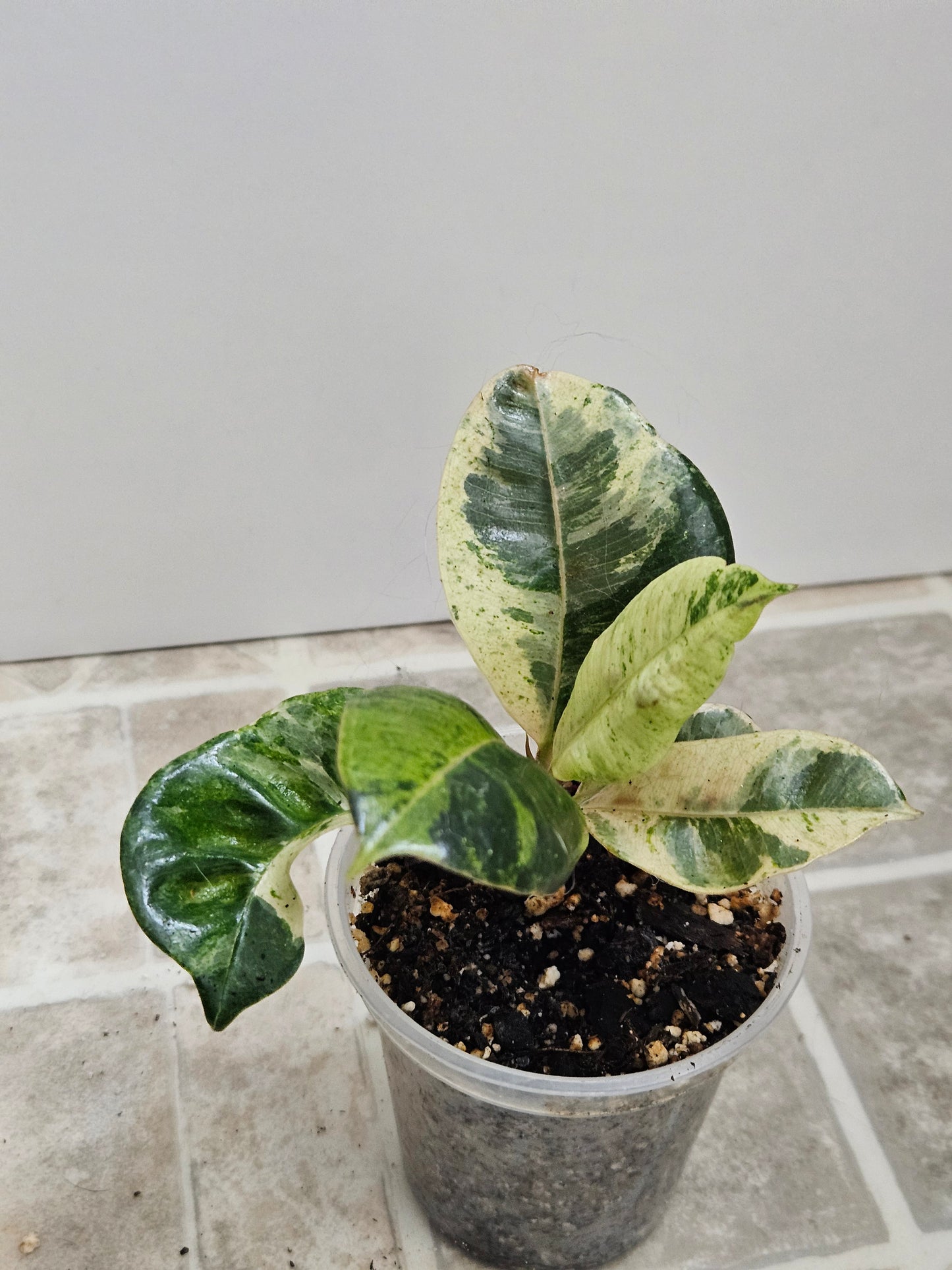 Ficus Shivereana Moonshine