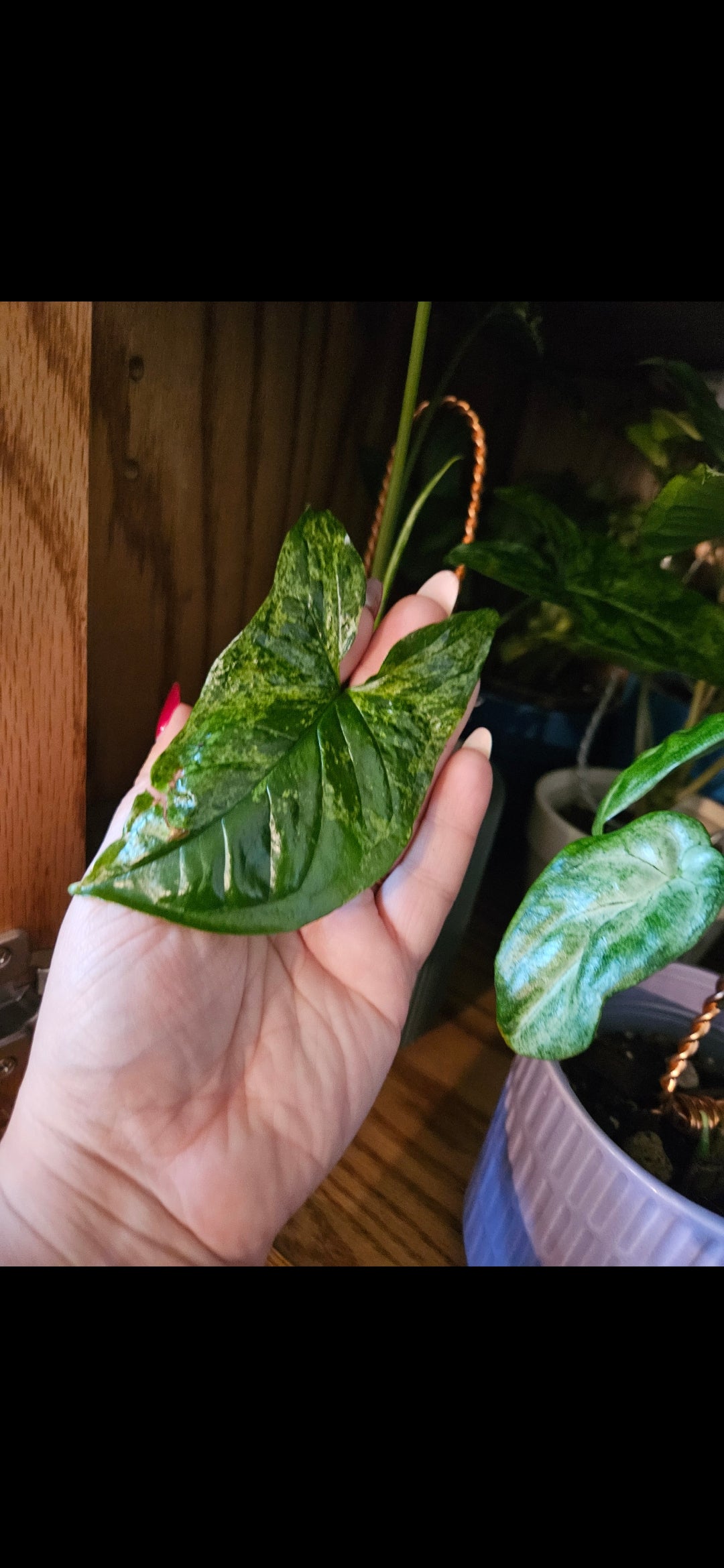 Mojito Syngonium