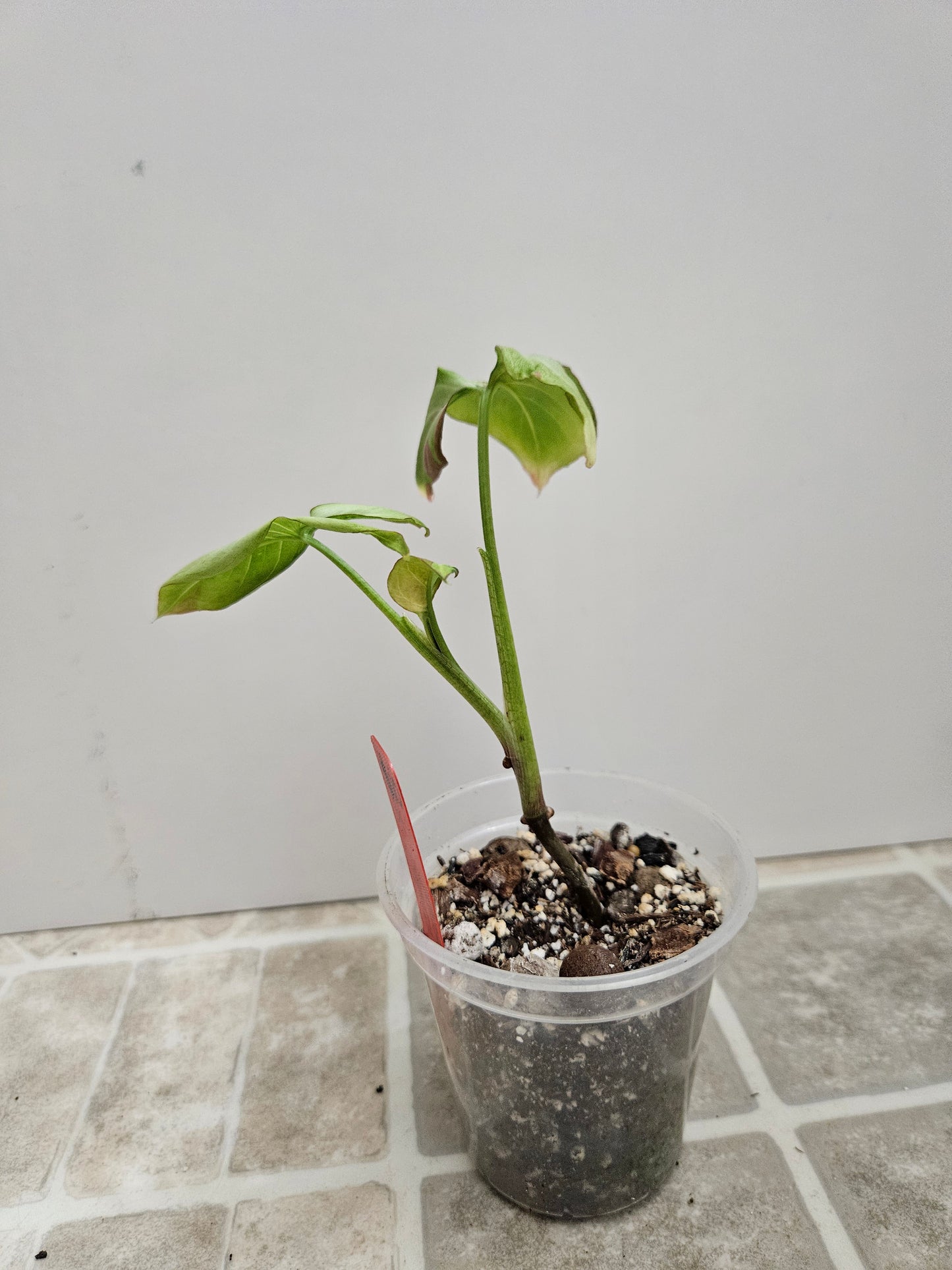 Pink Salmon Syngonium