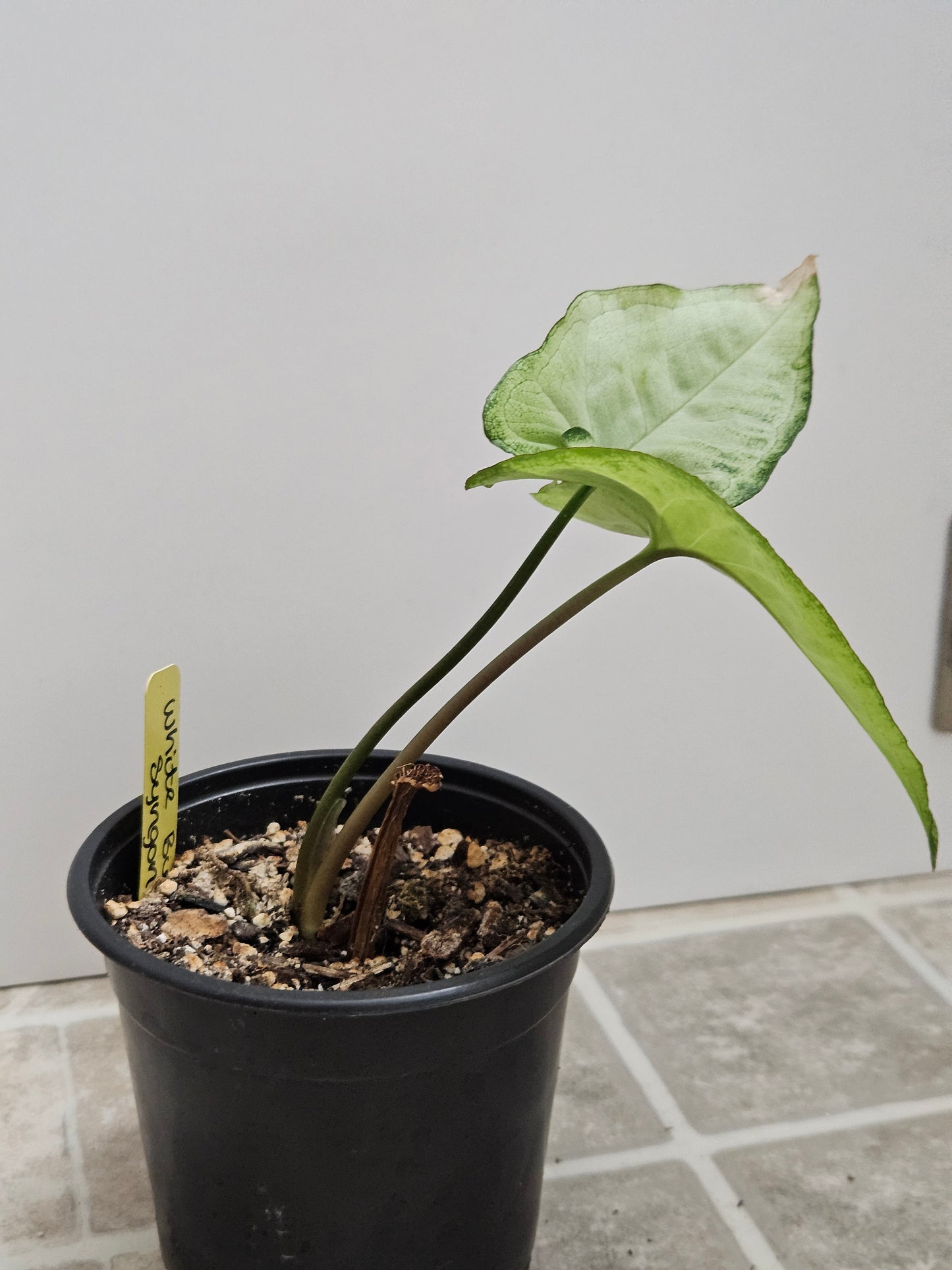 White Butterfly Syngonium