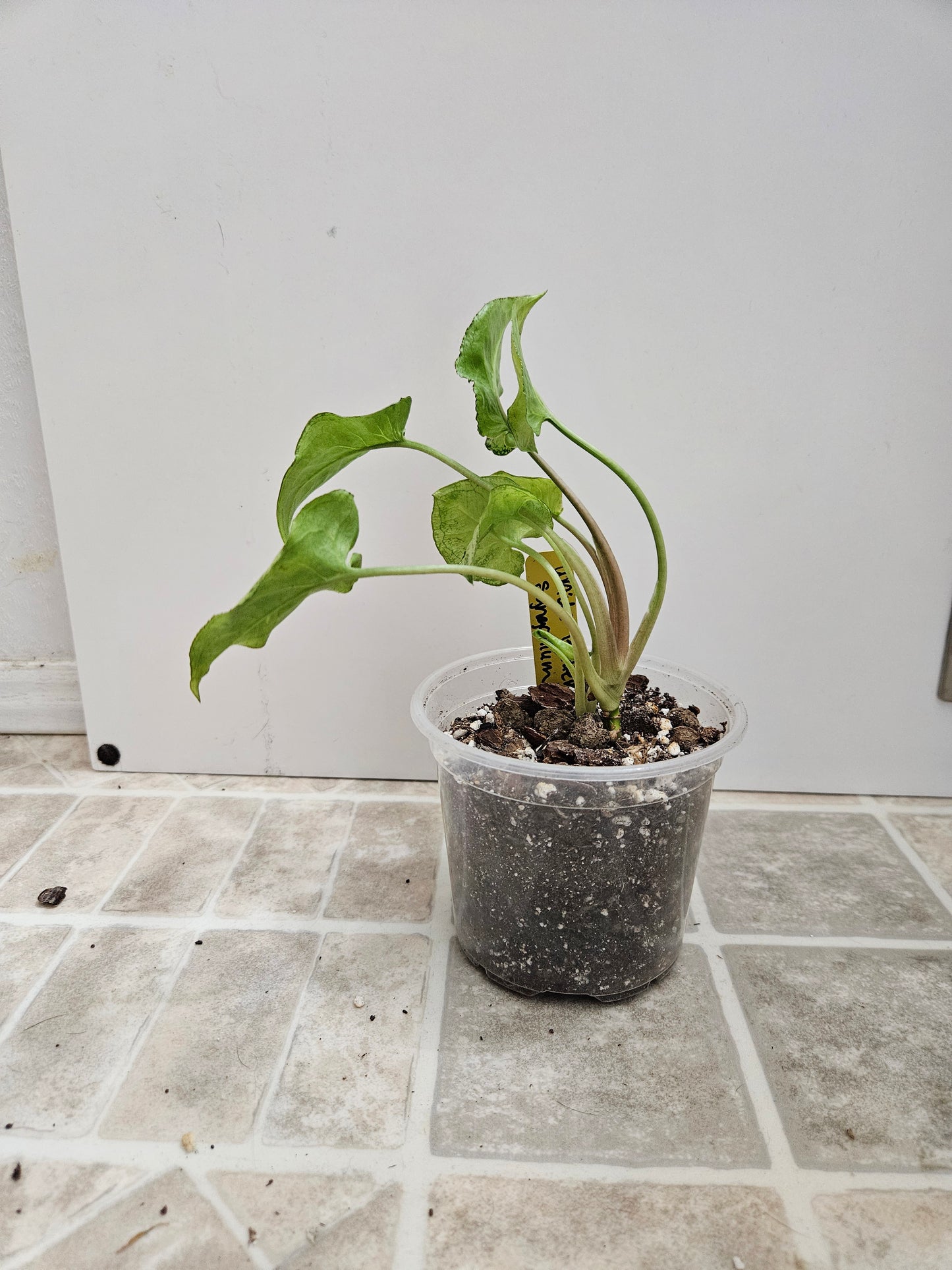 Fairy Wings Syngonium
