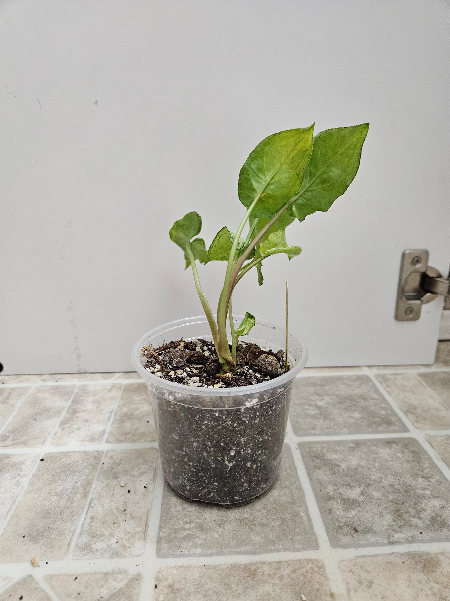 Fairy Wings Syngonium