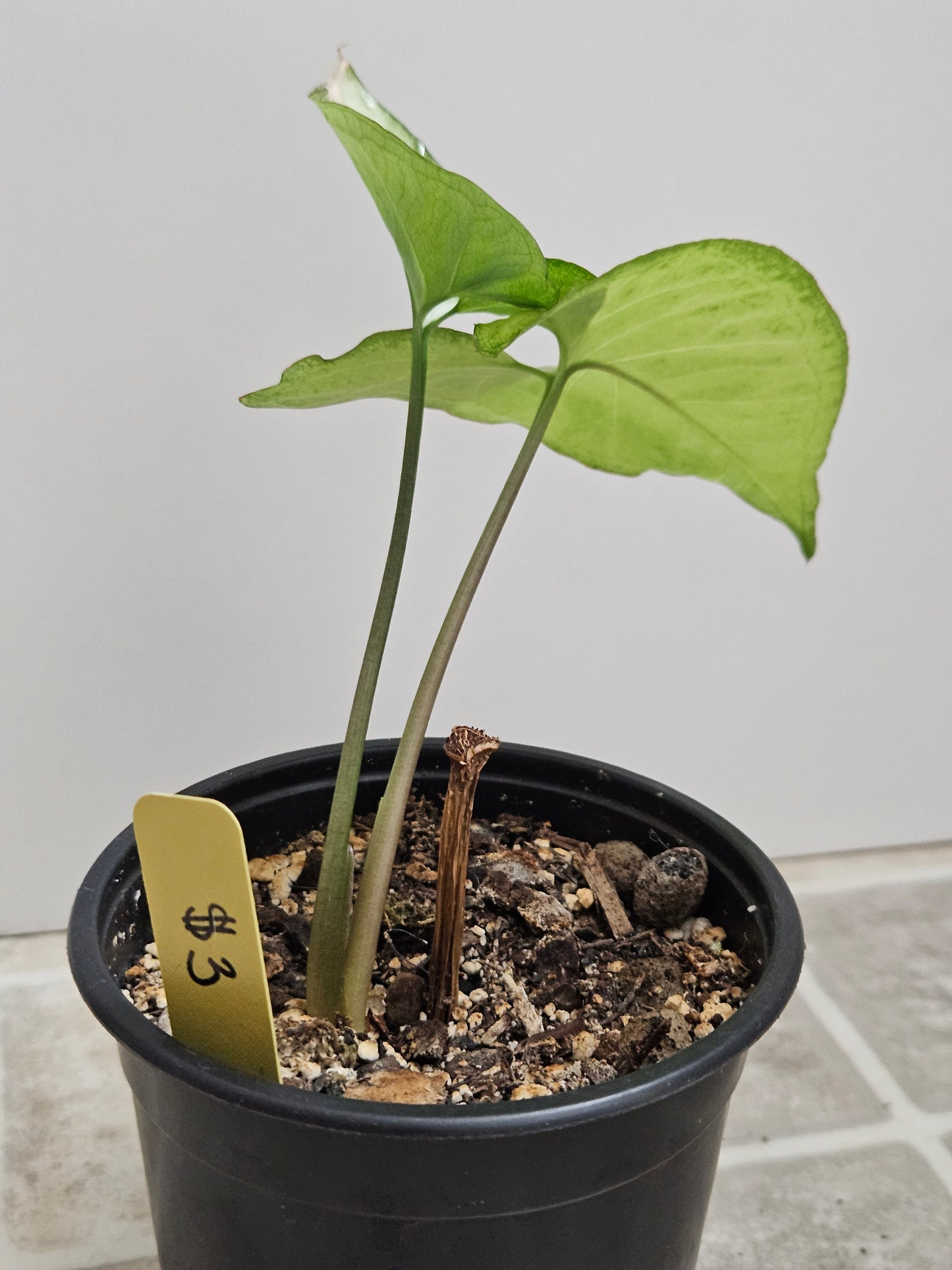 White Butterfly Syngonium