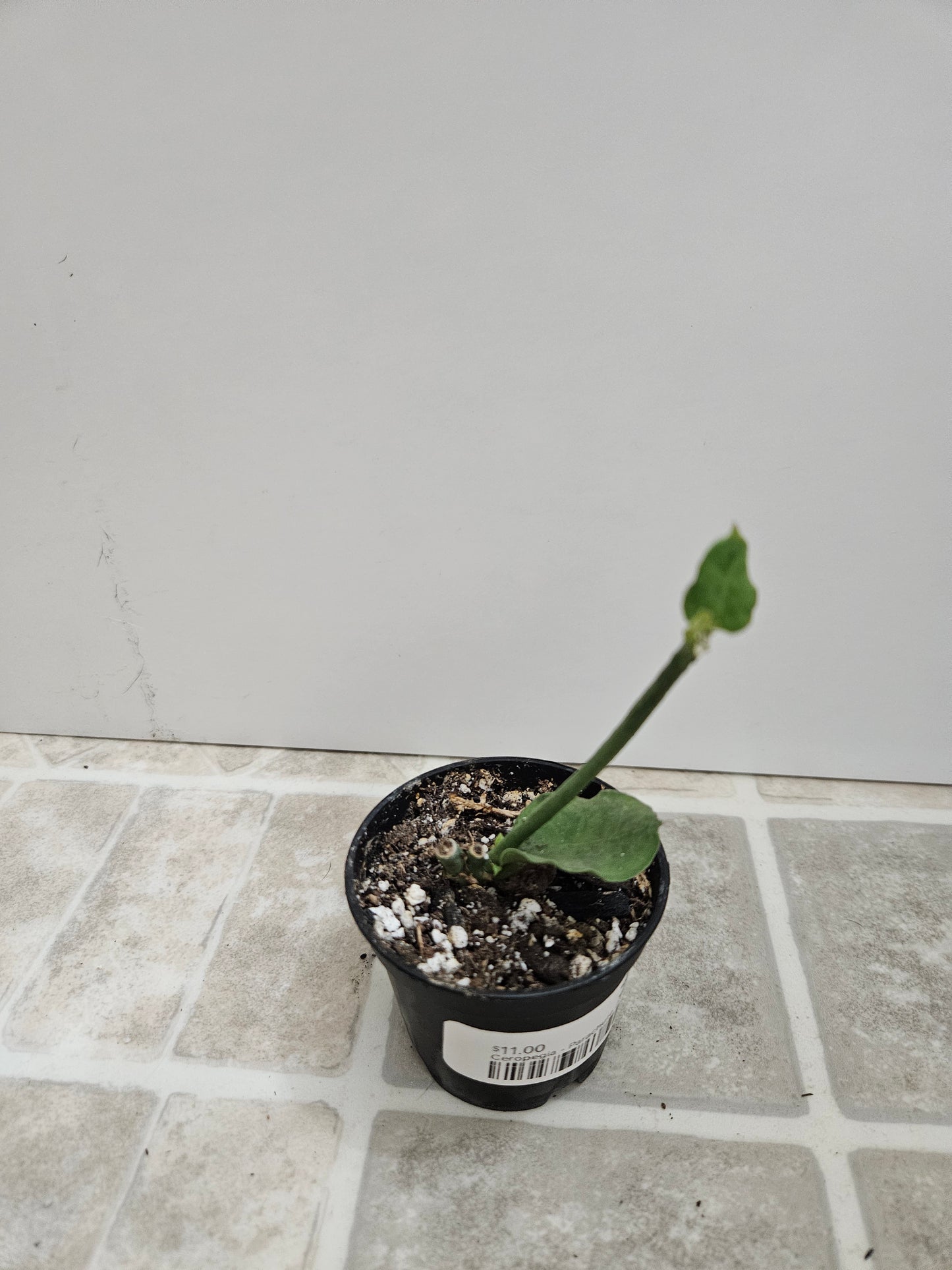 Parachute plant