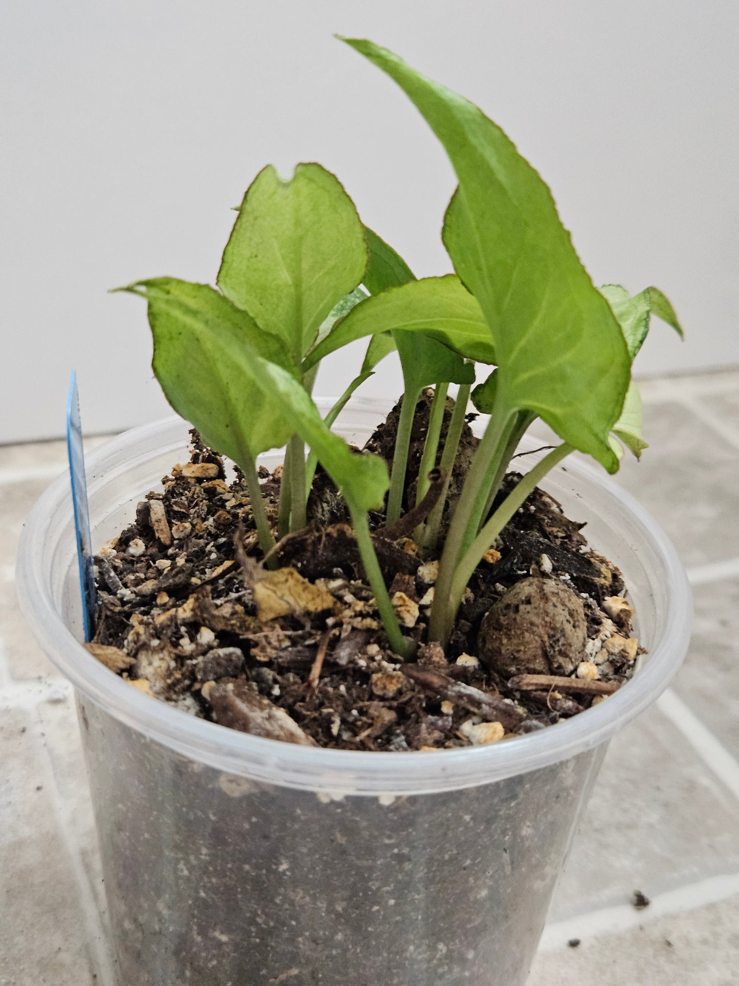 Silver Fox Syngonium