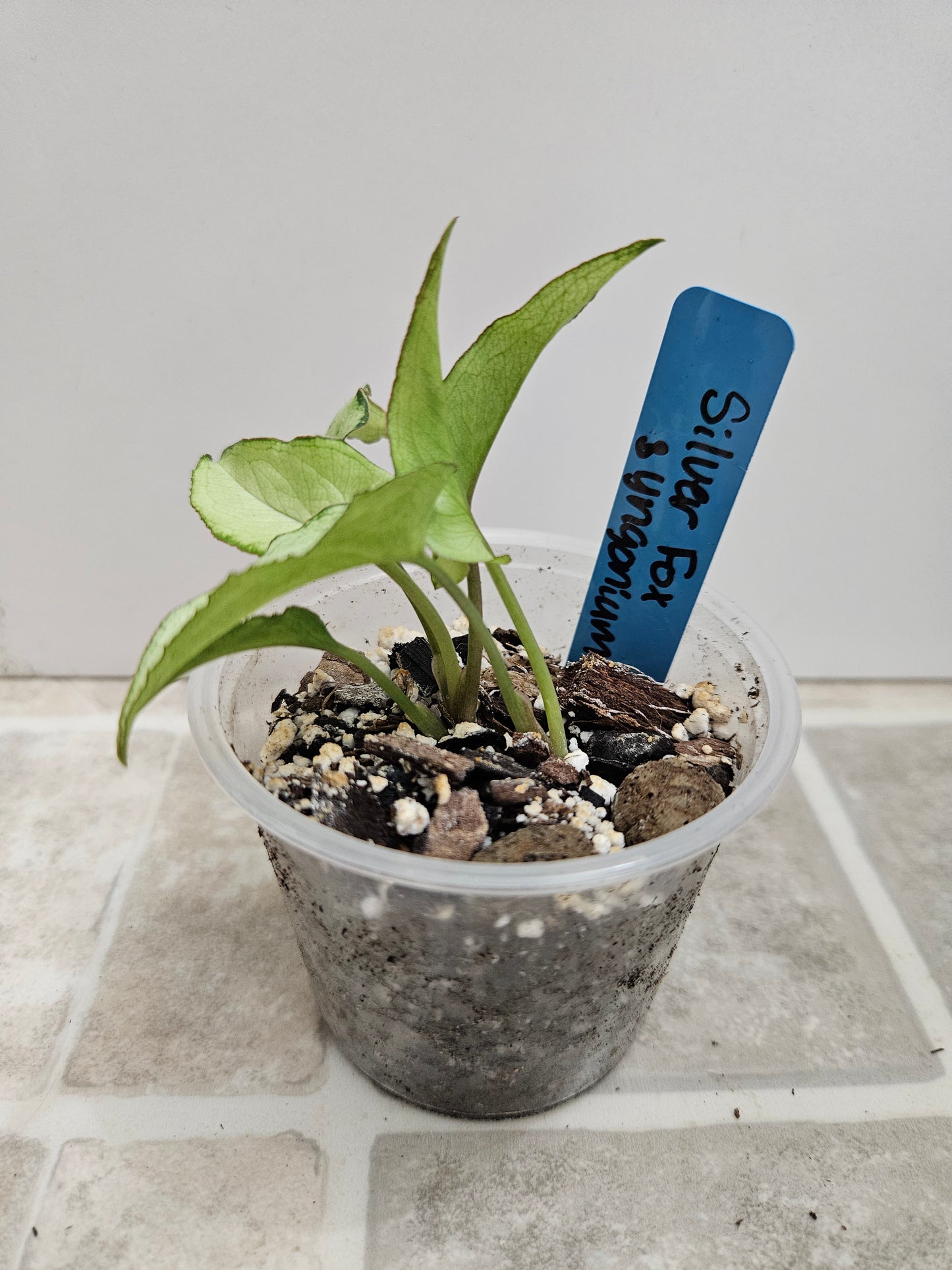 Silver Fox Syngonium