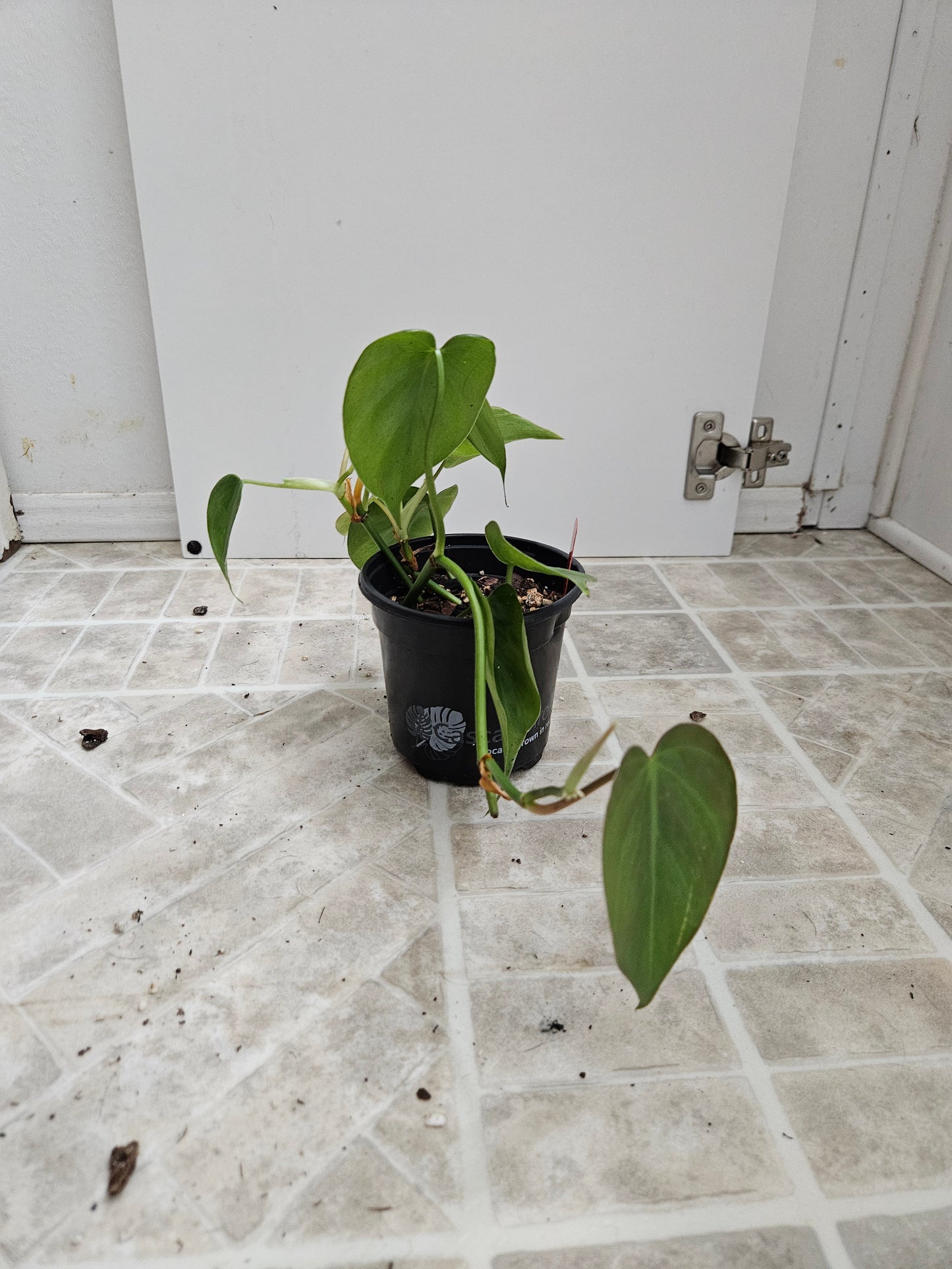 Green Heart leaf Philodendron