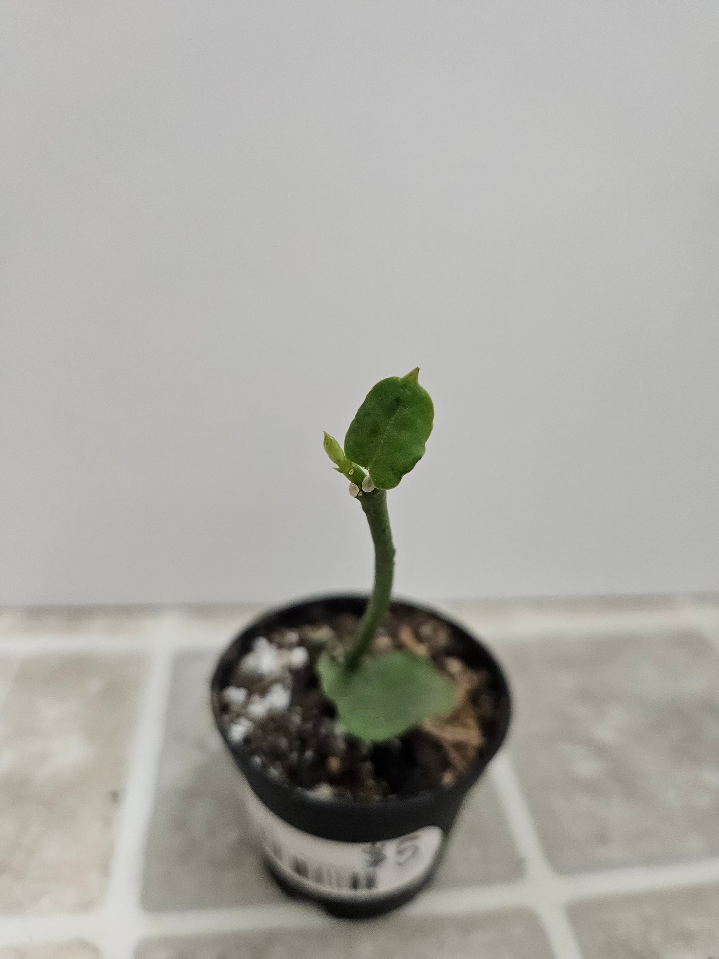 Parachute plant