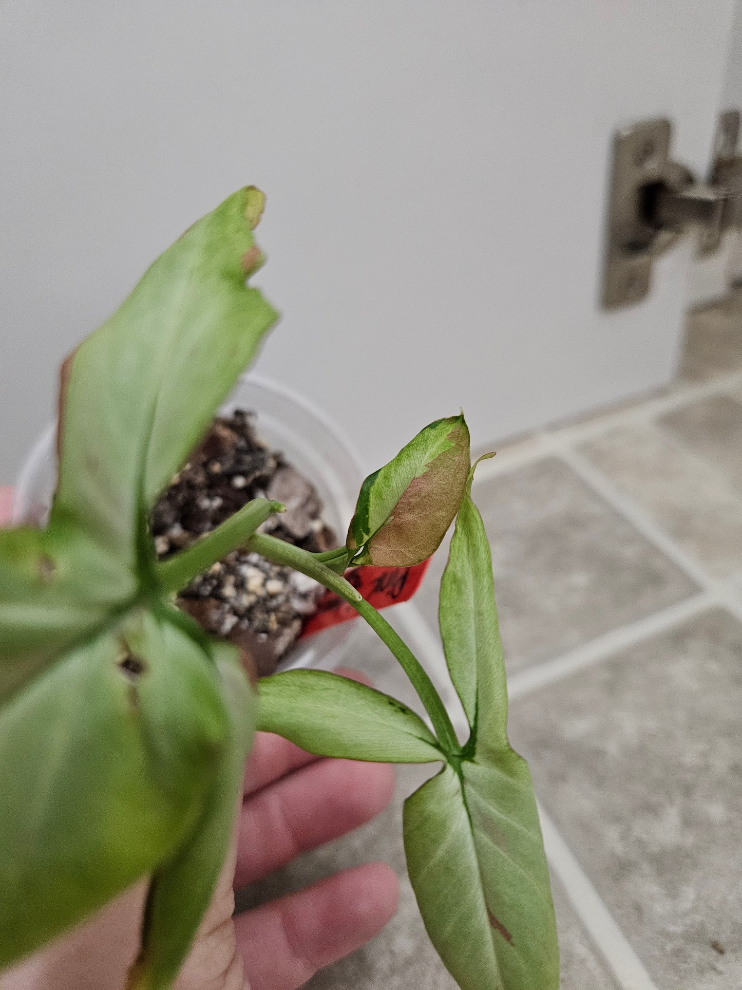 Pink Salmon Syngonium