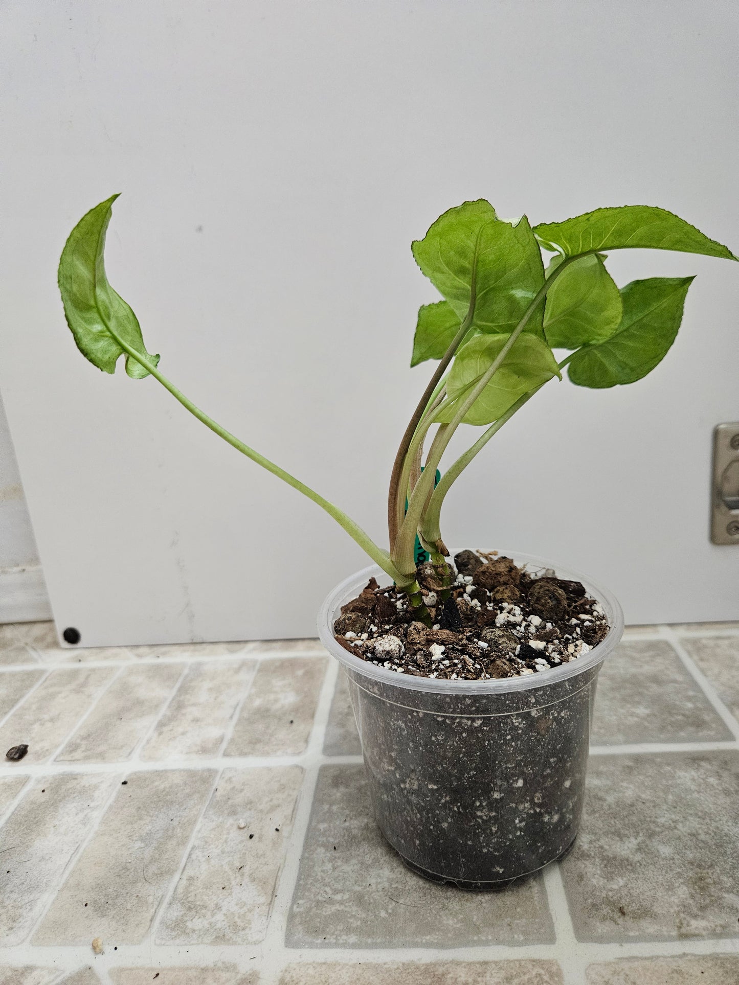 Fairy WIngs Syngonium