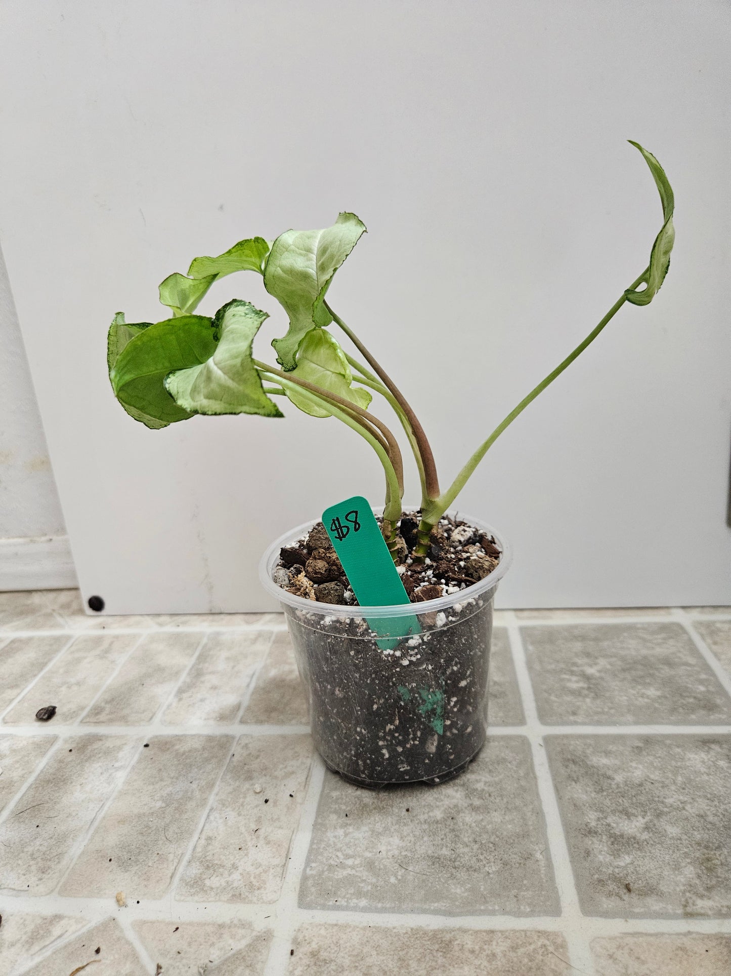 Fairy WIngs Syngonium
