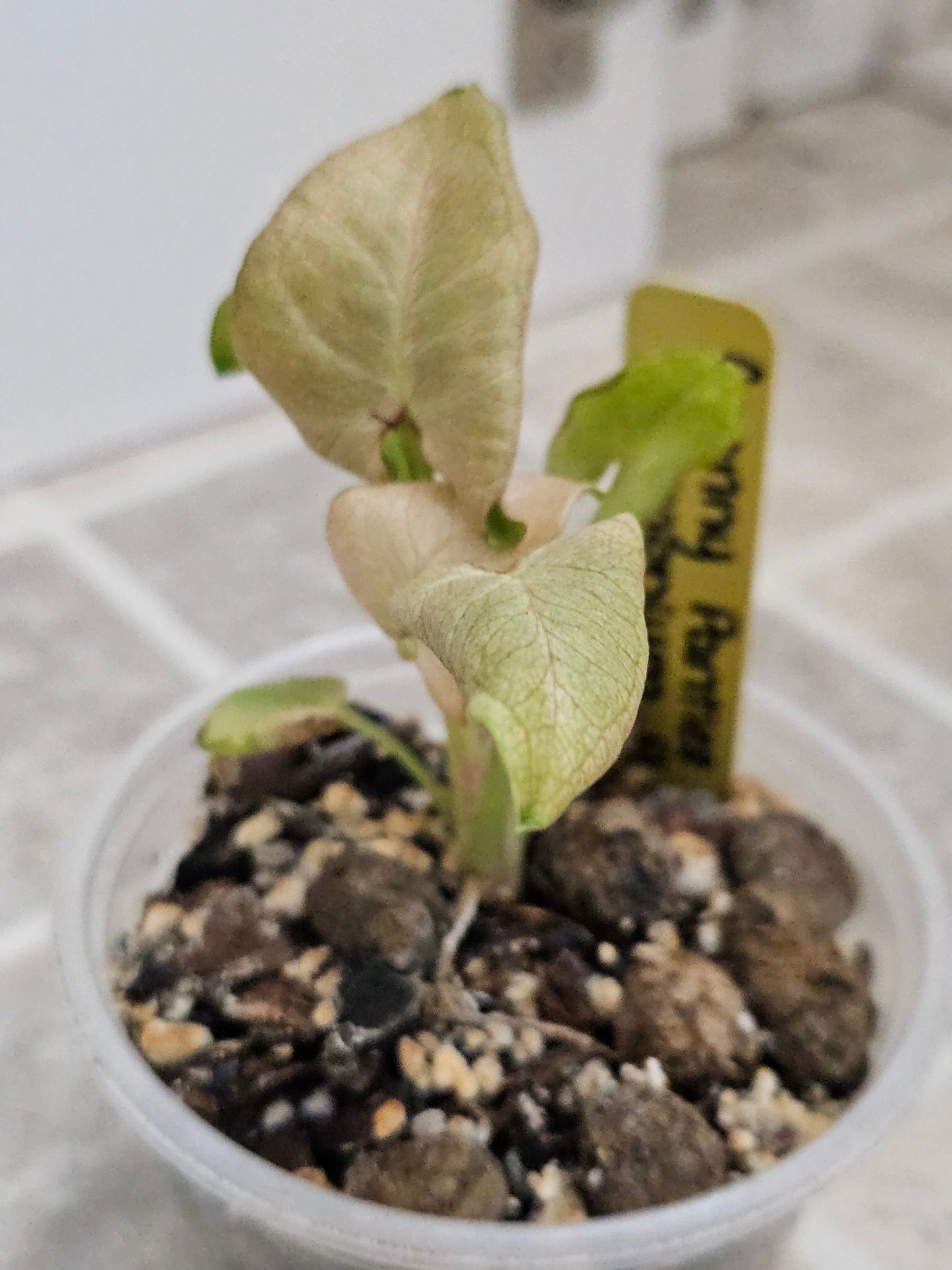 Granny Panties Syngonium
