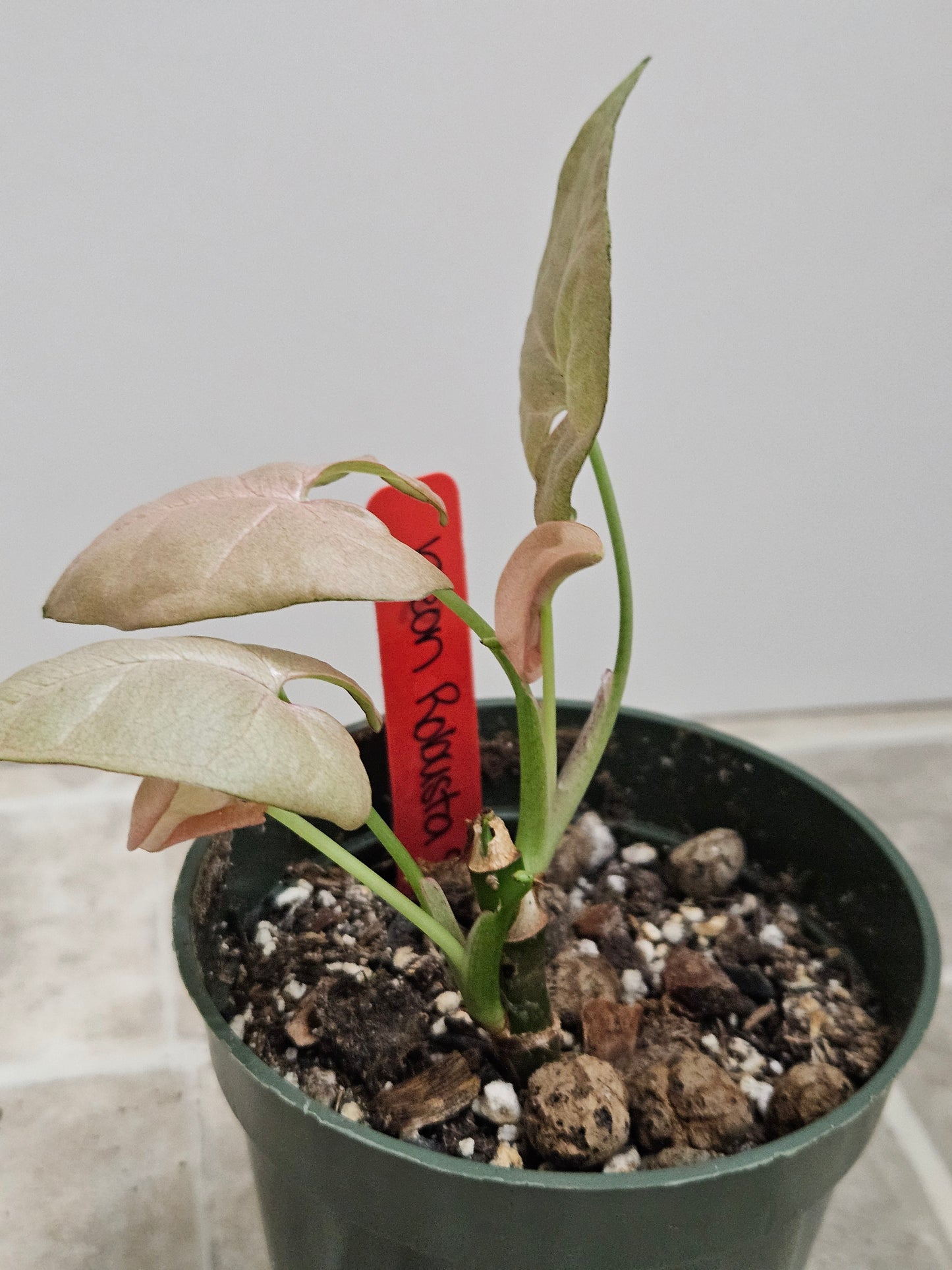 Neon Robusta Syngonium